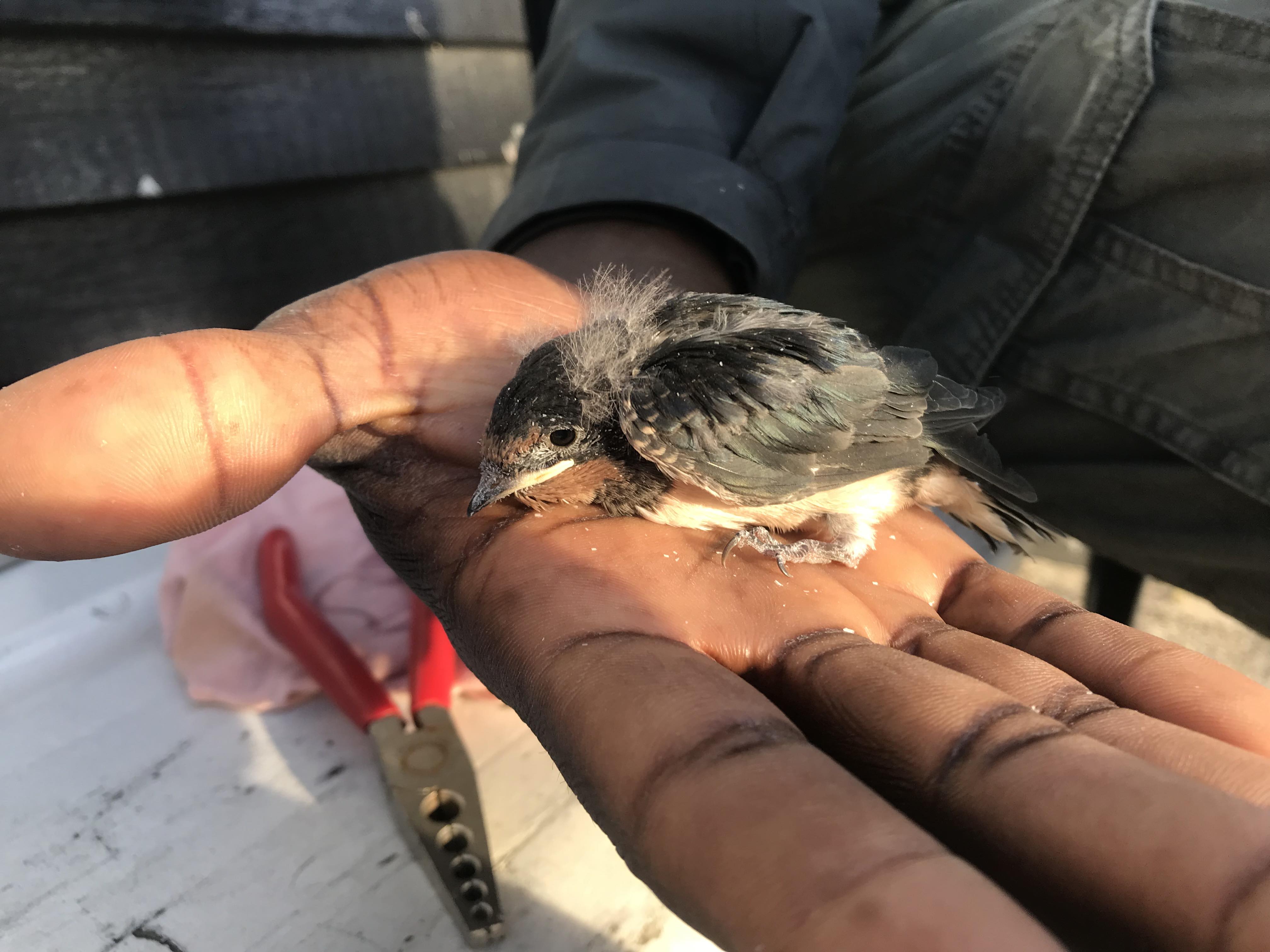 23rd June Swallow chick