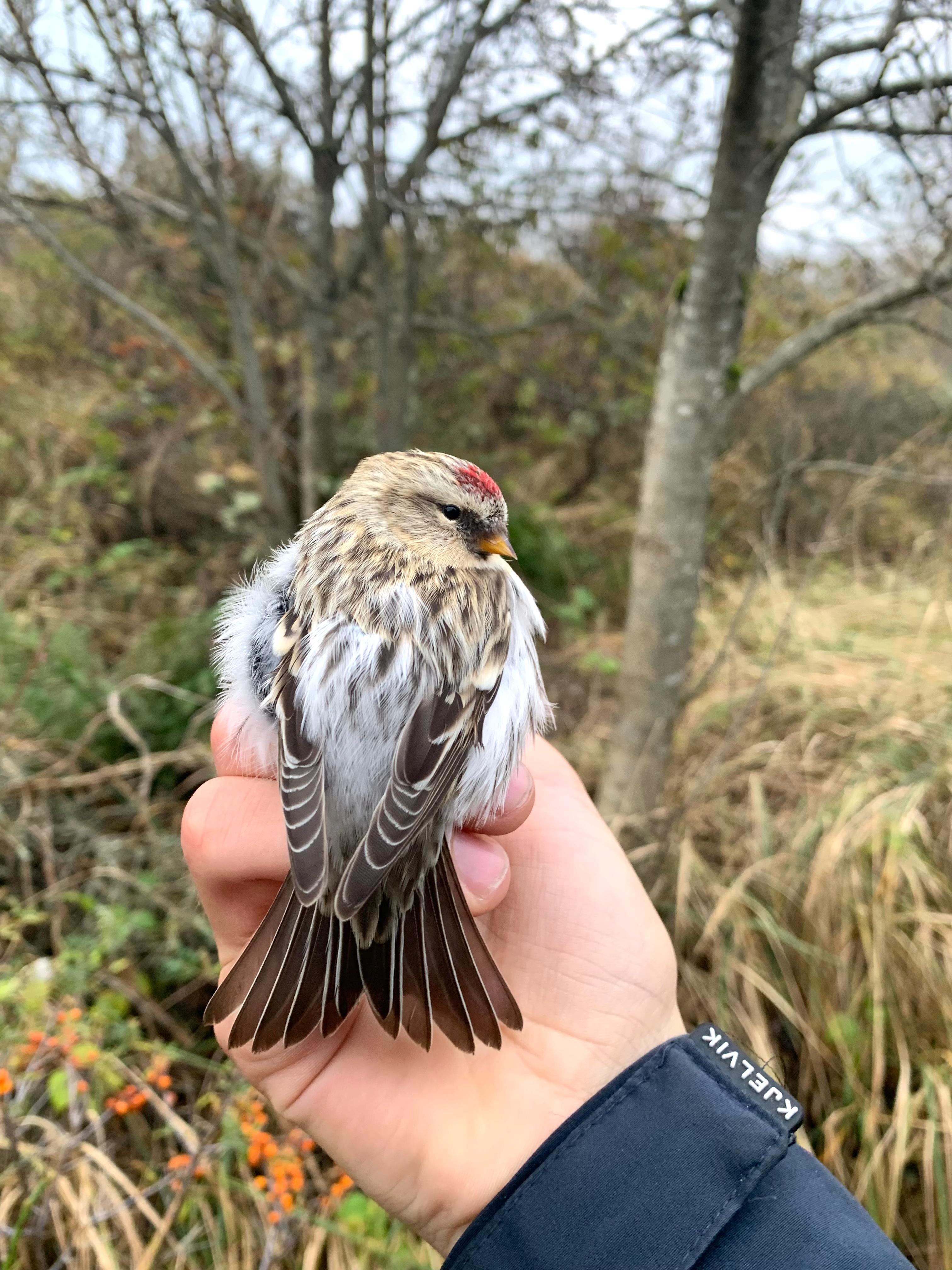 24.10.23 Arctic redpoll back