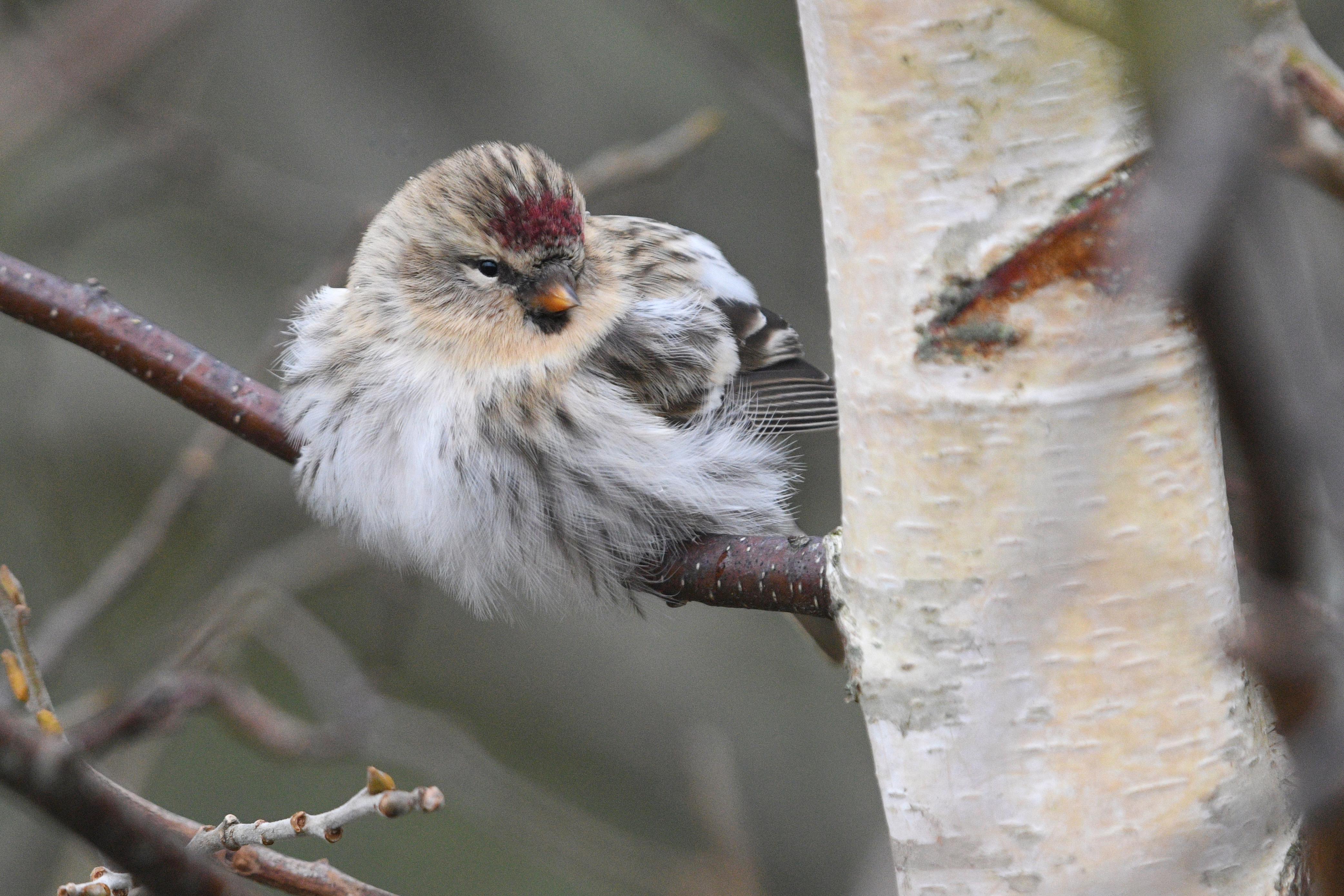 24.10.23 Arctic redpoll in tree