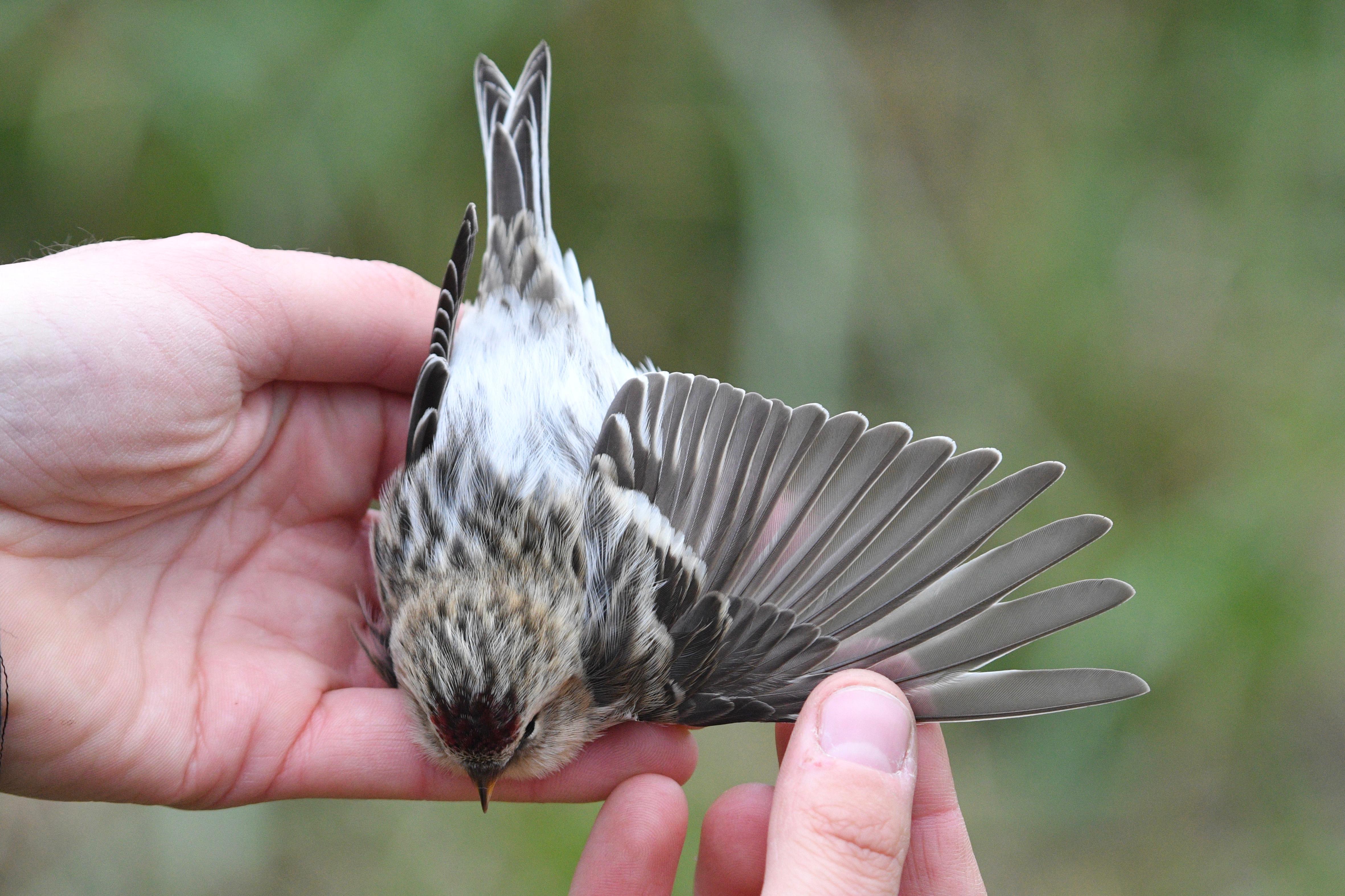 24.10.23 Arctic redpoll wing
