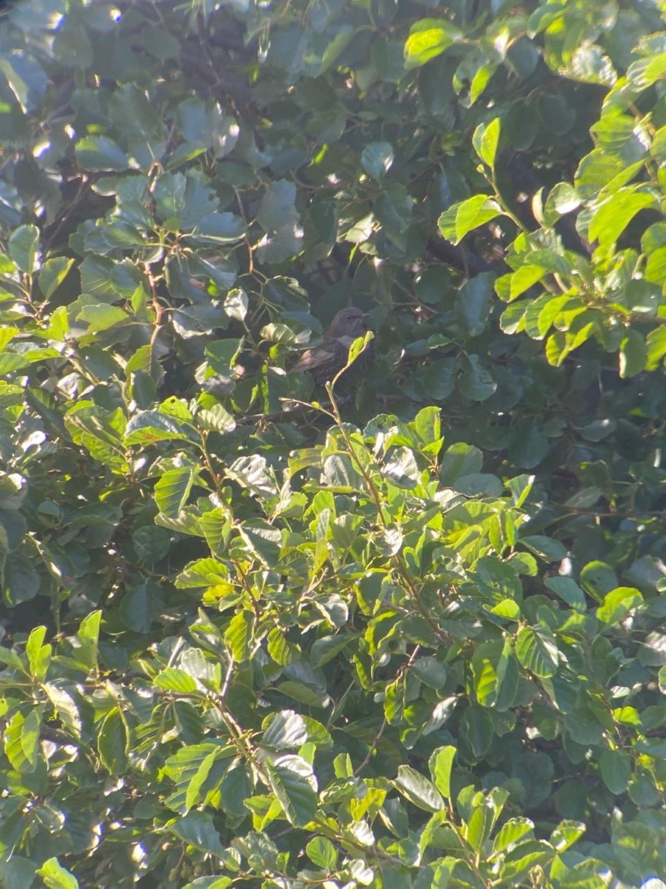 2409ringouzel.jpg