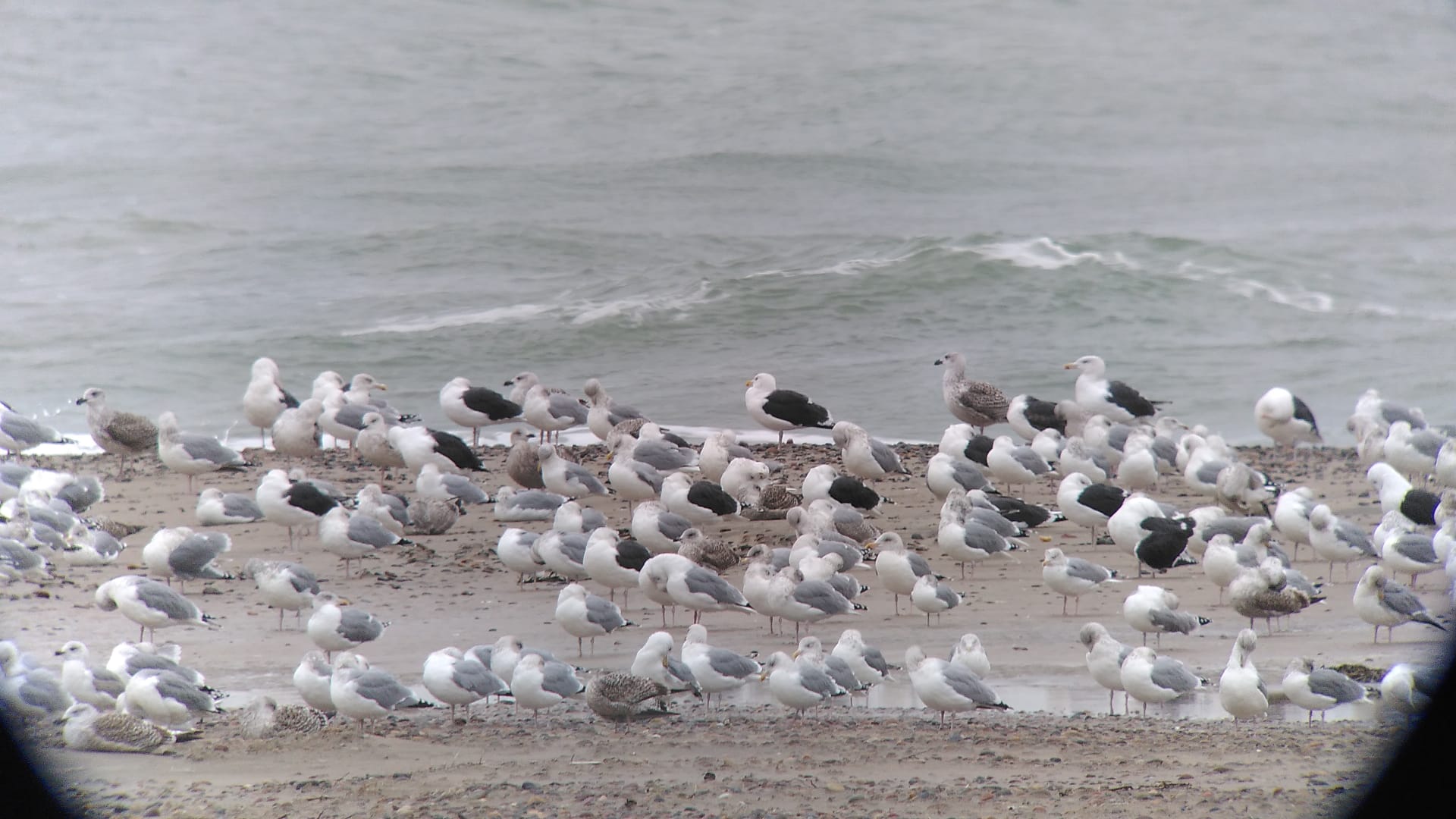 25 11 gull
