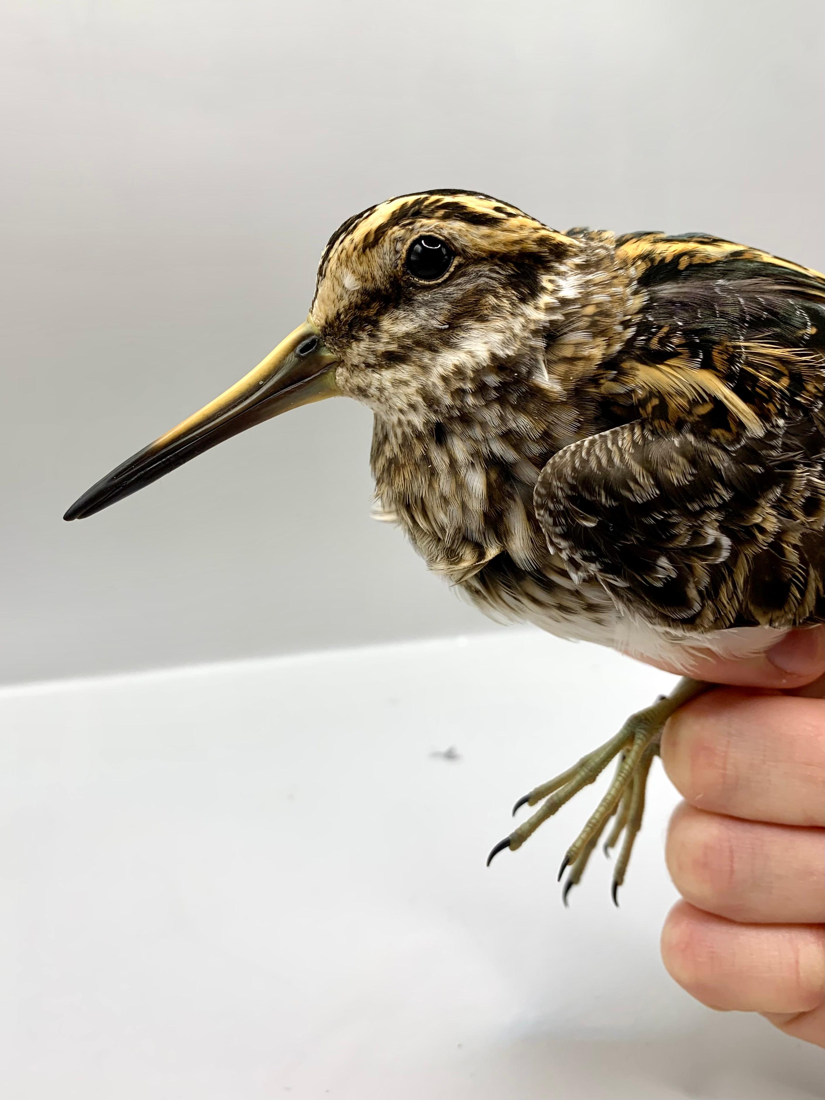 25.03.24 Jack Snipe