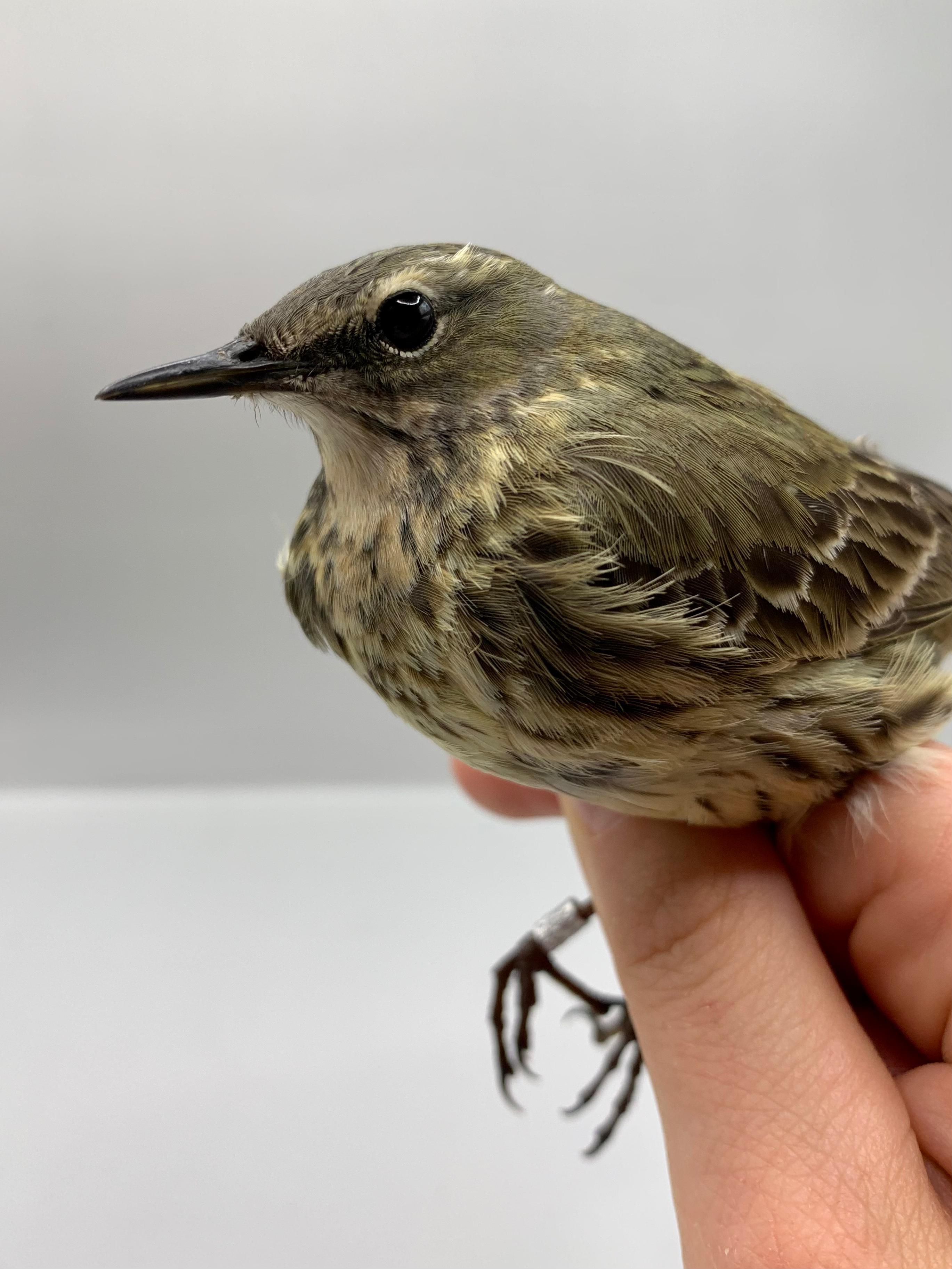 25.03.24 Rock Pipit