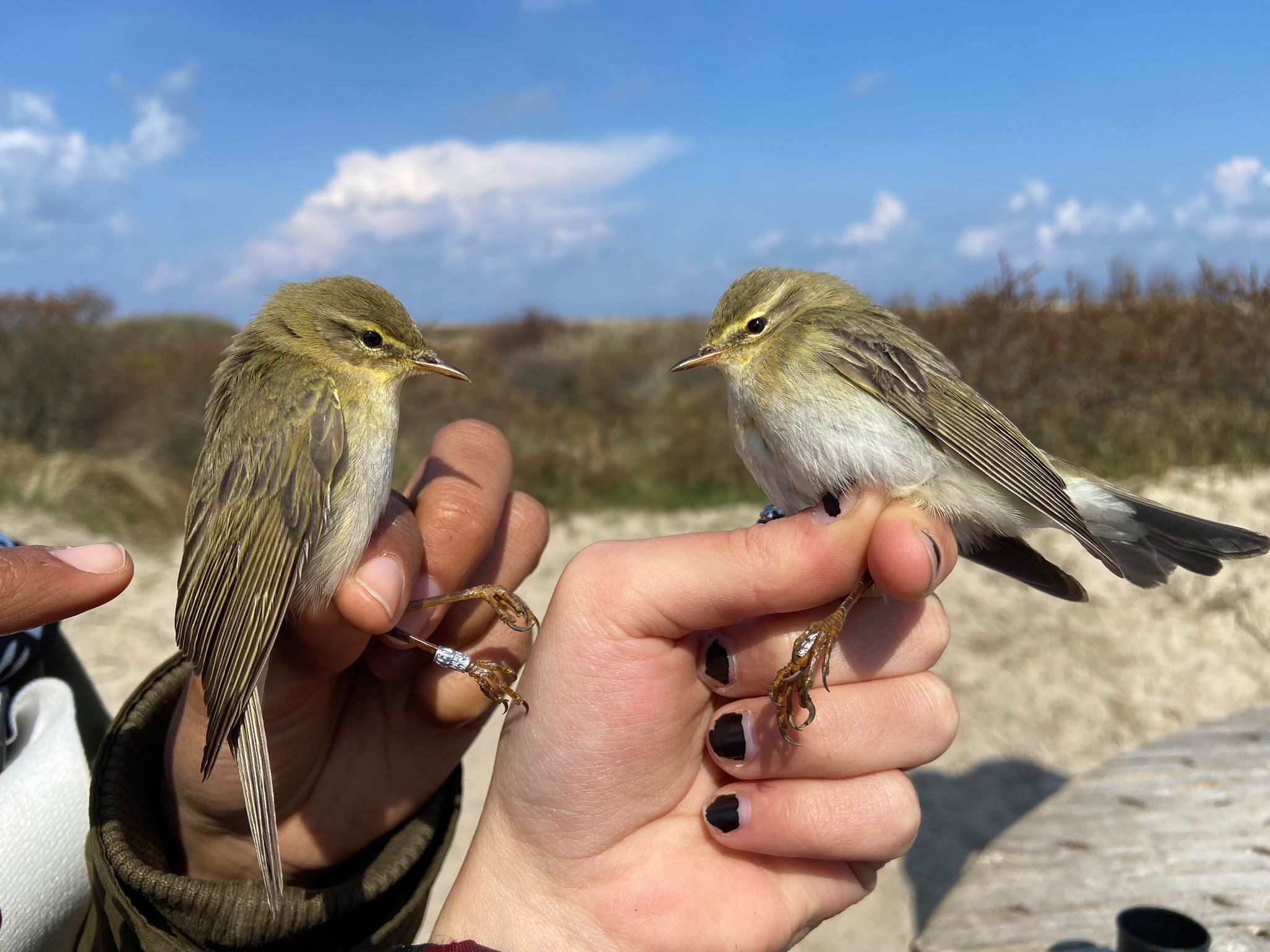 25.04.24 Willow warblers