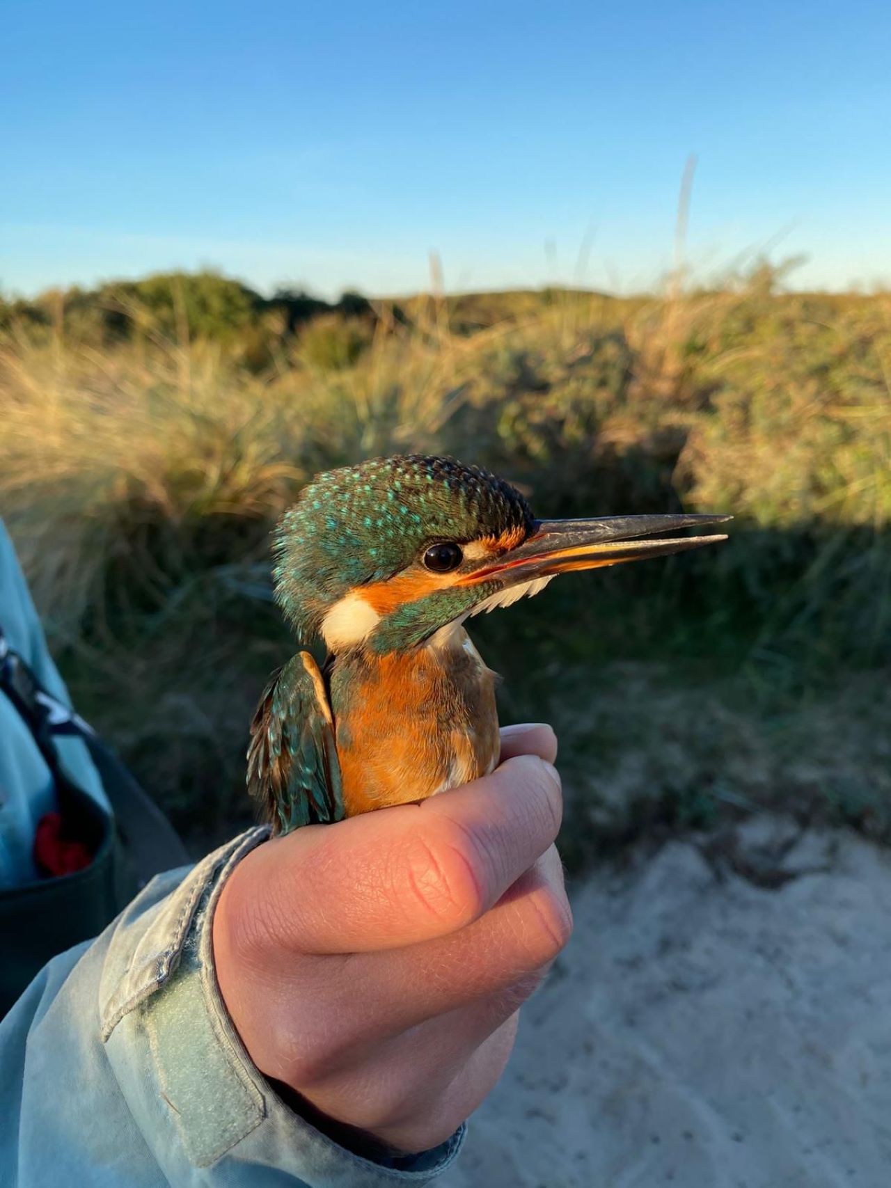 25.09.25_kingfisher.jpg