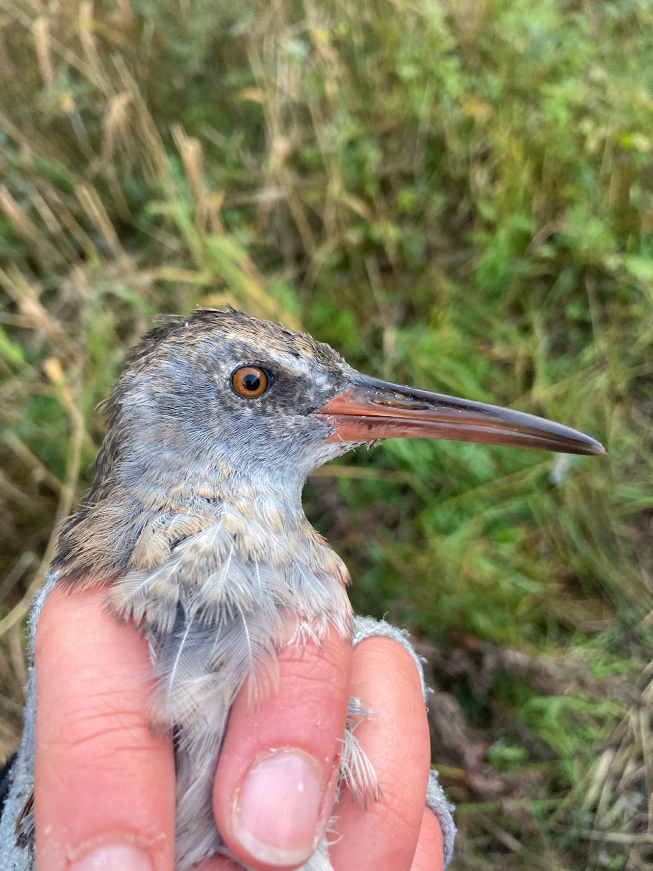 25.09.25_water_rail.jpg