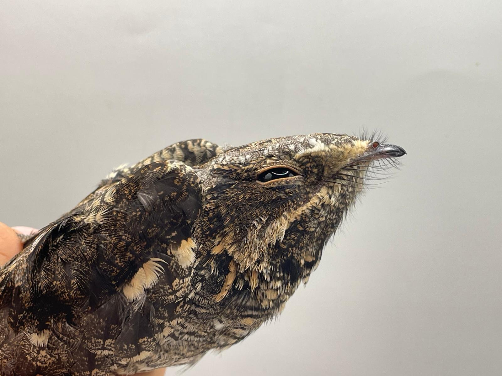 25_aug_nightjar.jpg