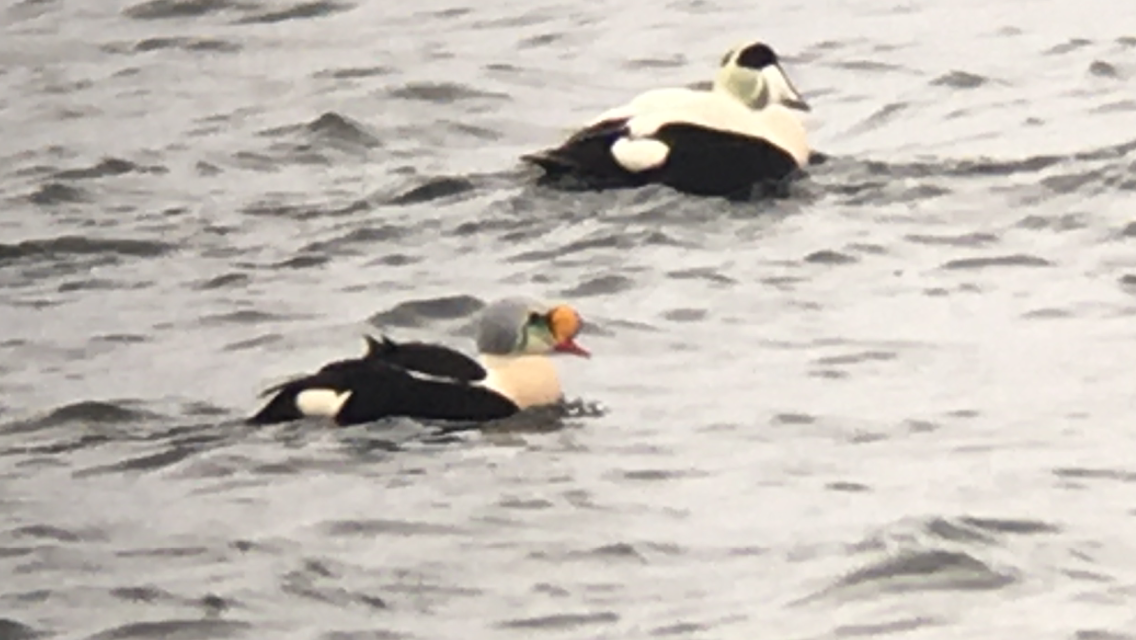 25th March King Eider