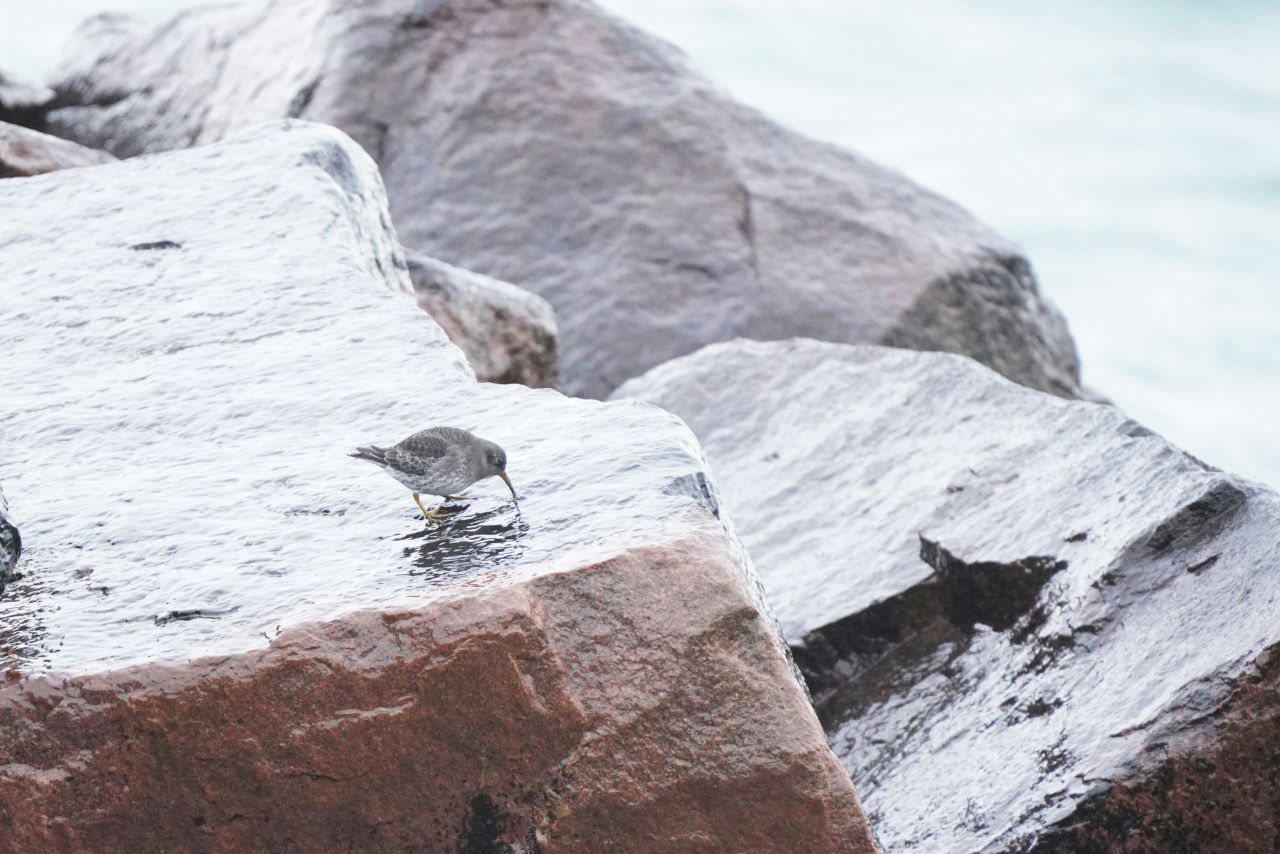 260115 PurpleSandpiper