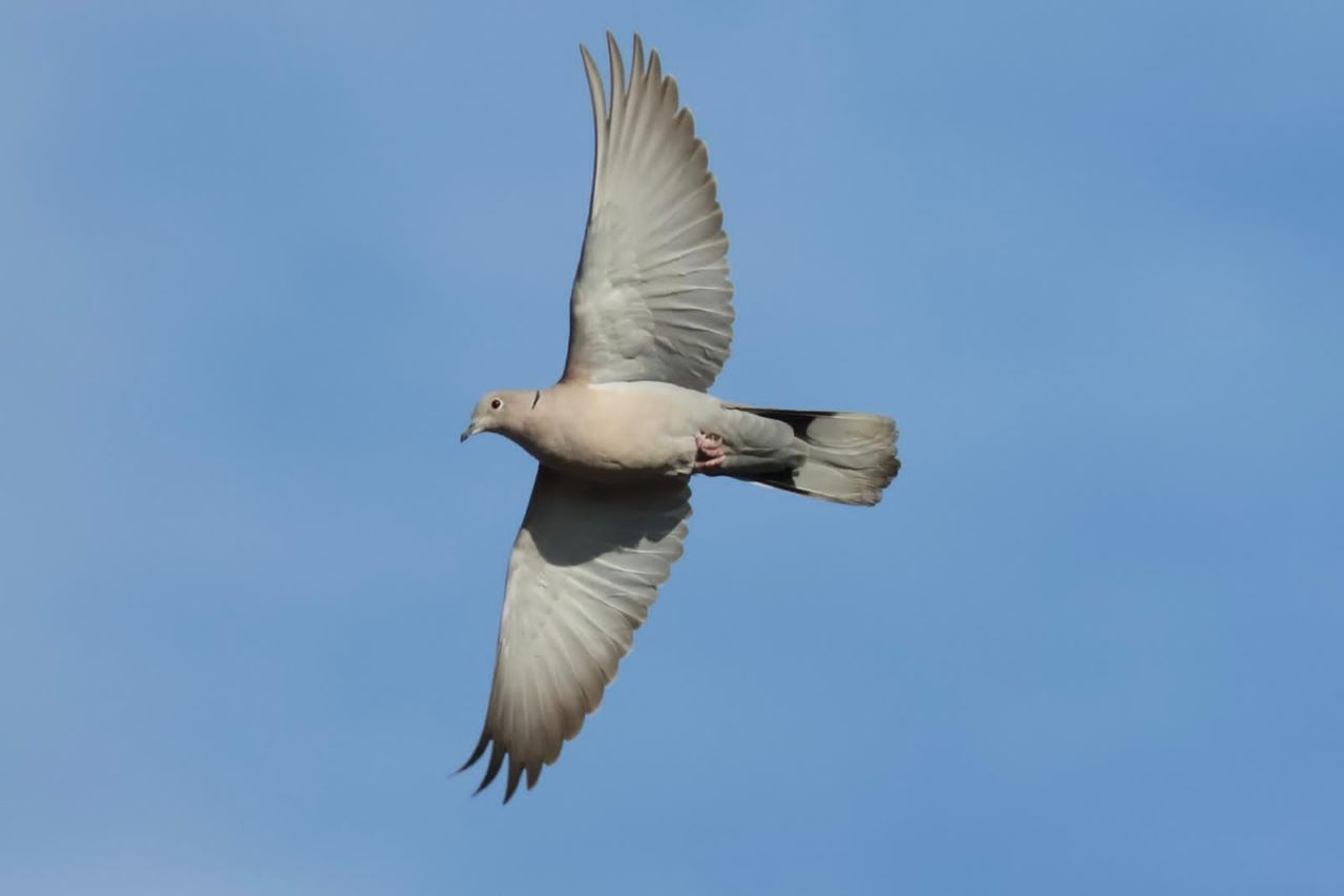 260304collareddove