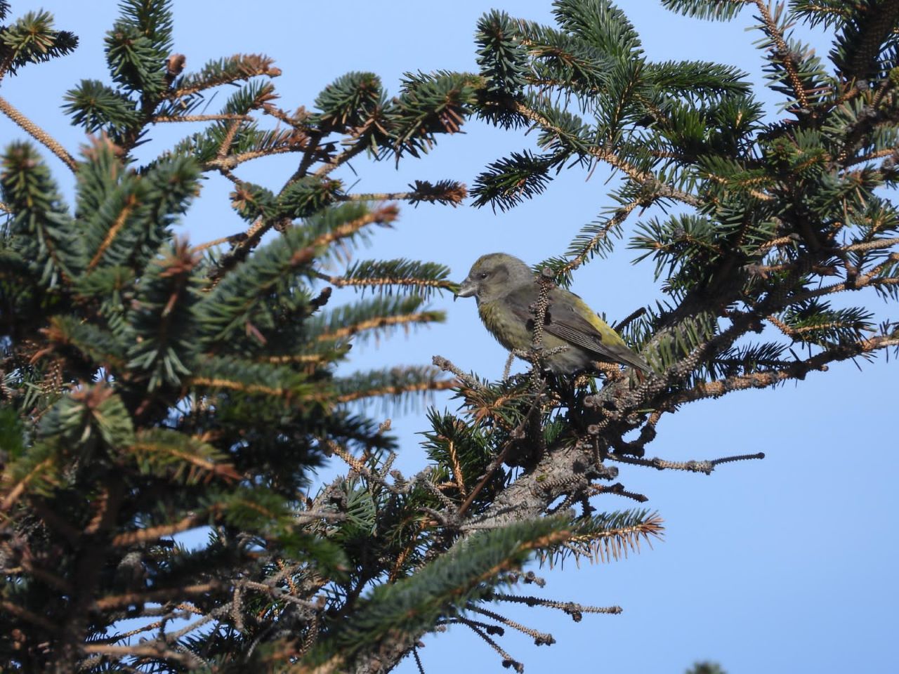 260304crossbill.jpg