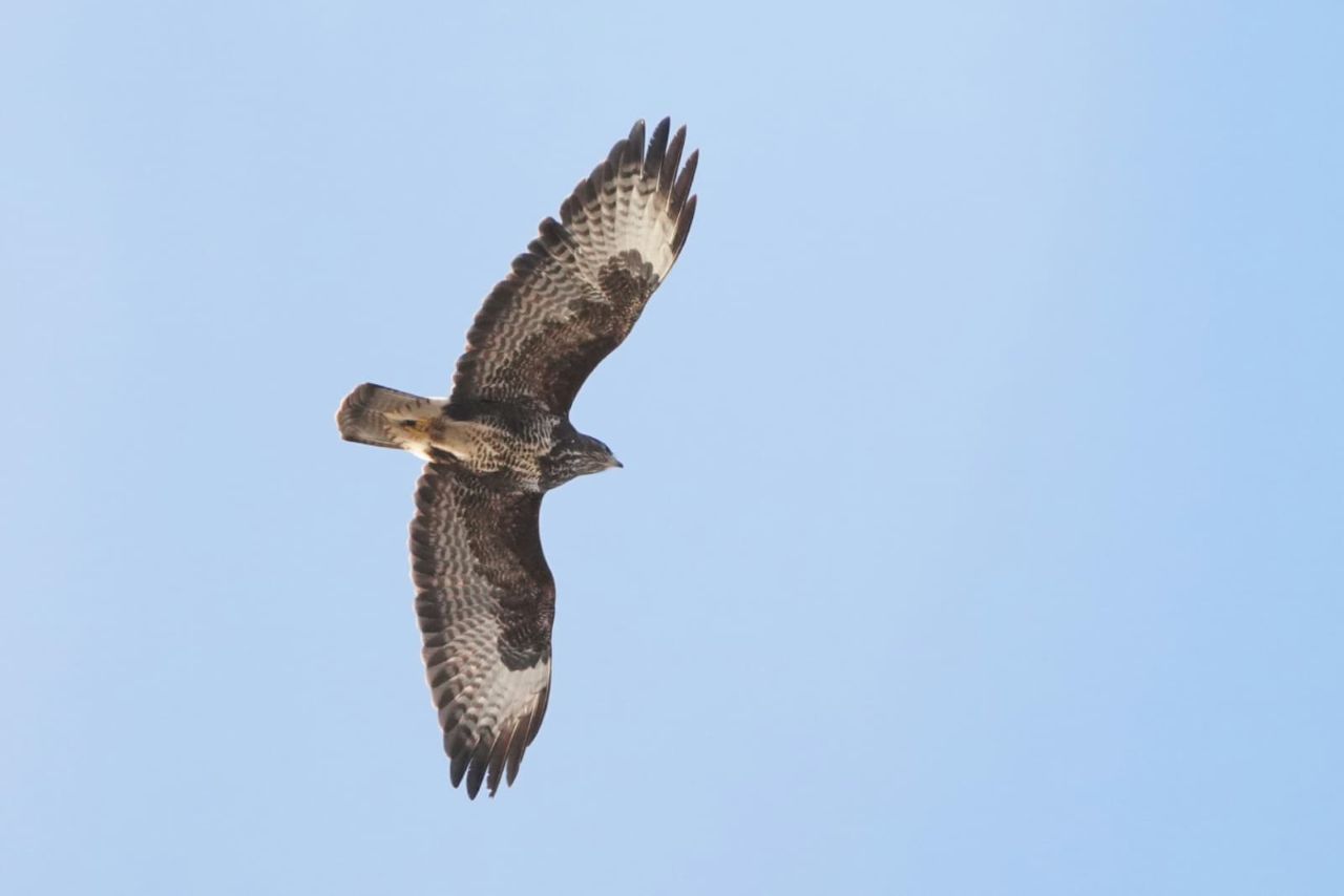260306 Buzzard