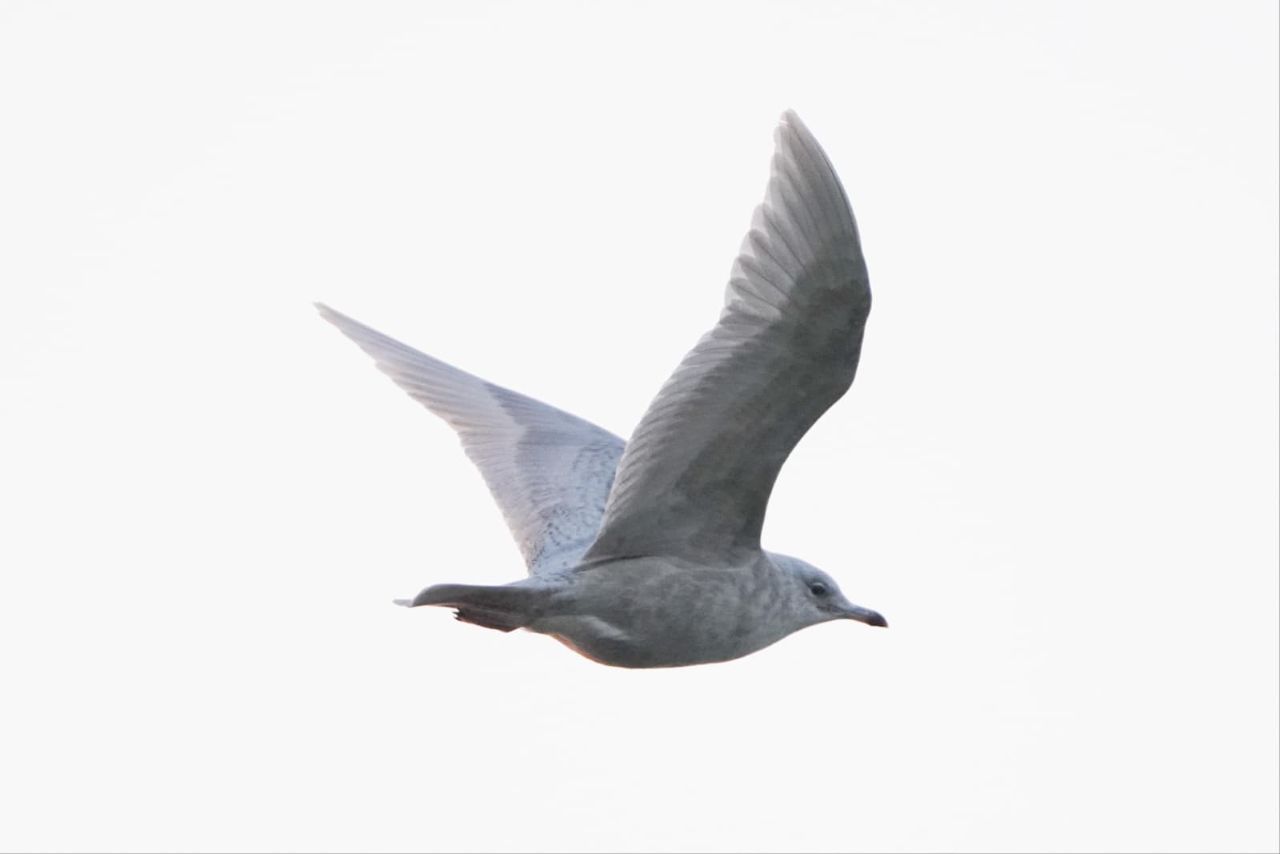 260306 Iceland Gull