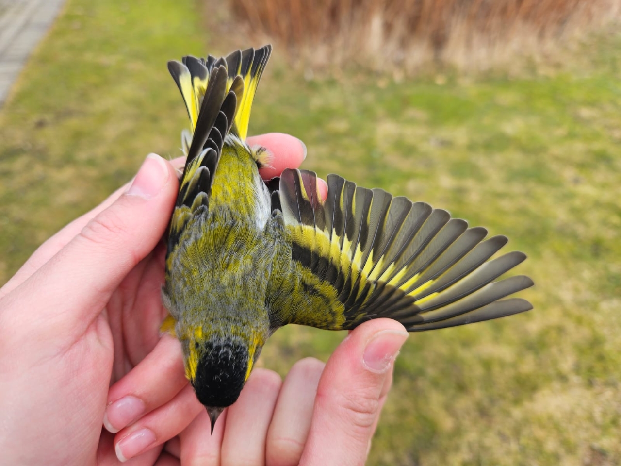 260309 Siskin