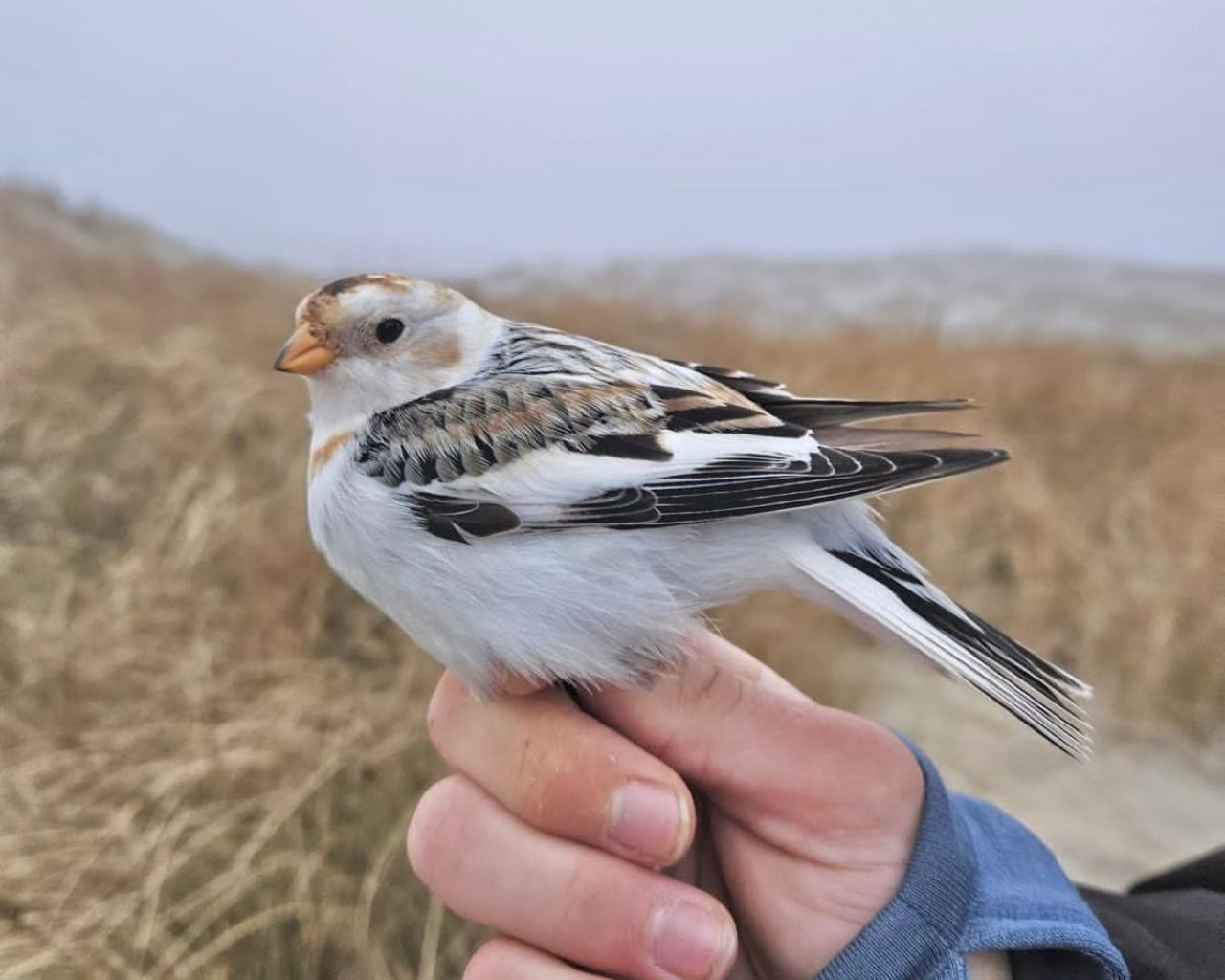 260317 Snowbunting
