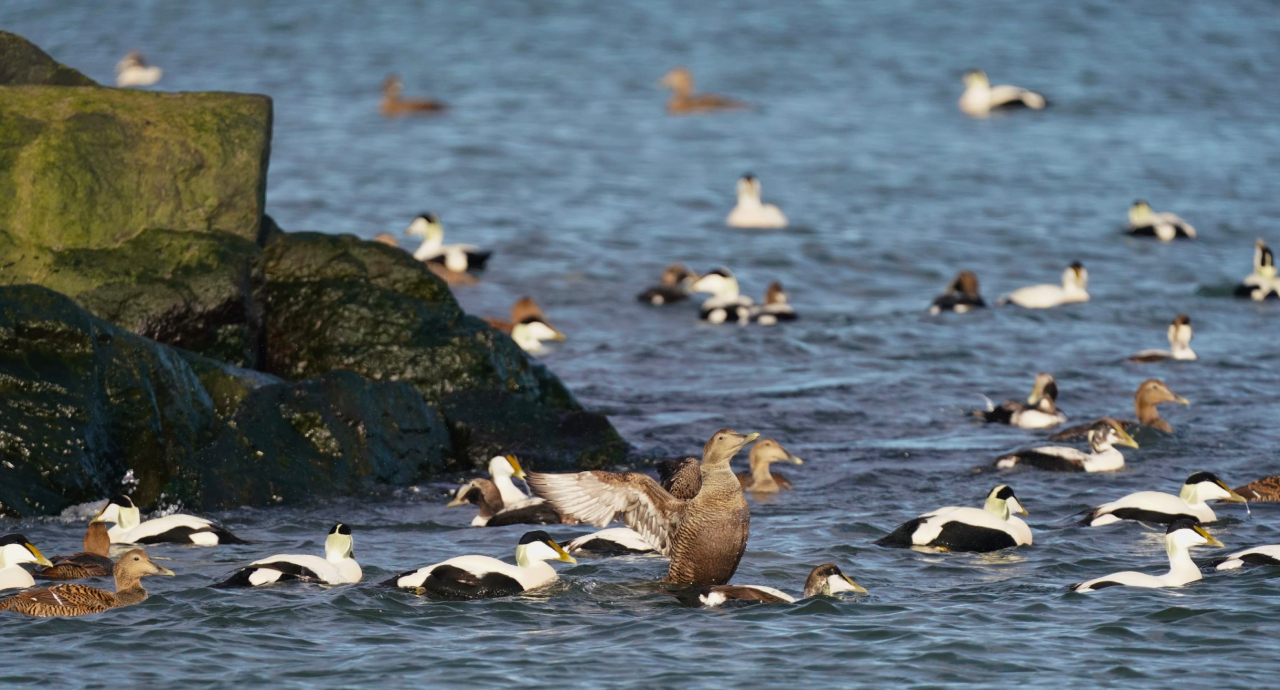 260326 Eiders