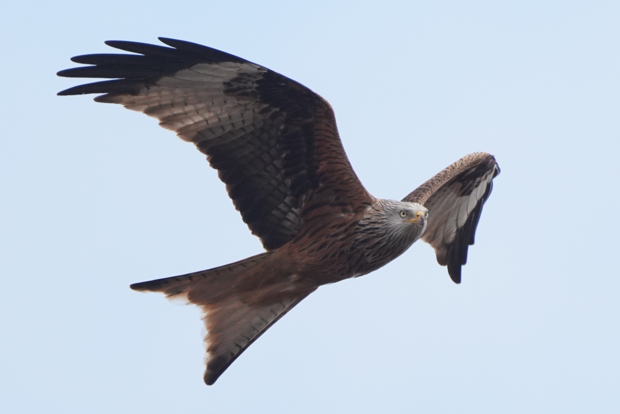 260402 red kite