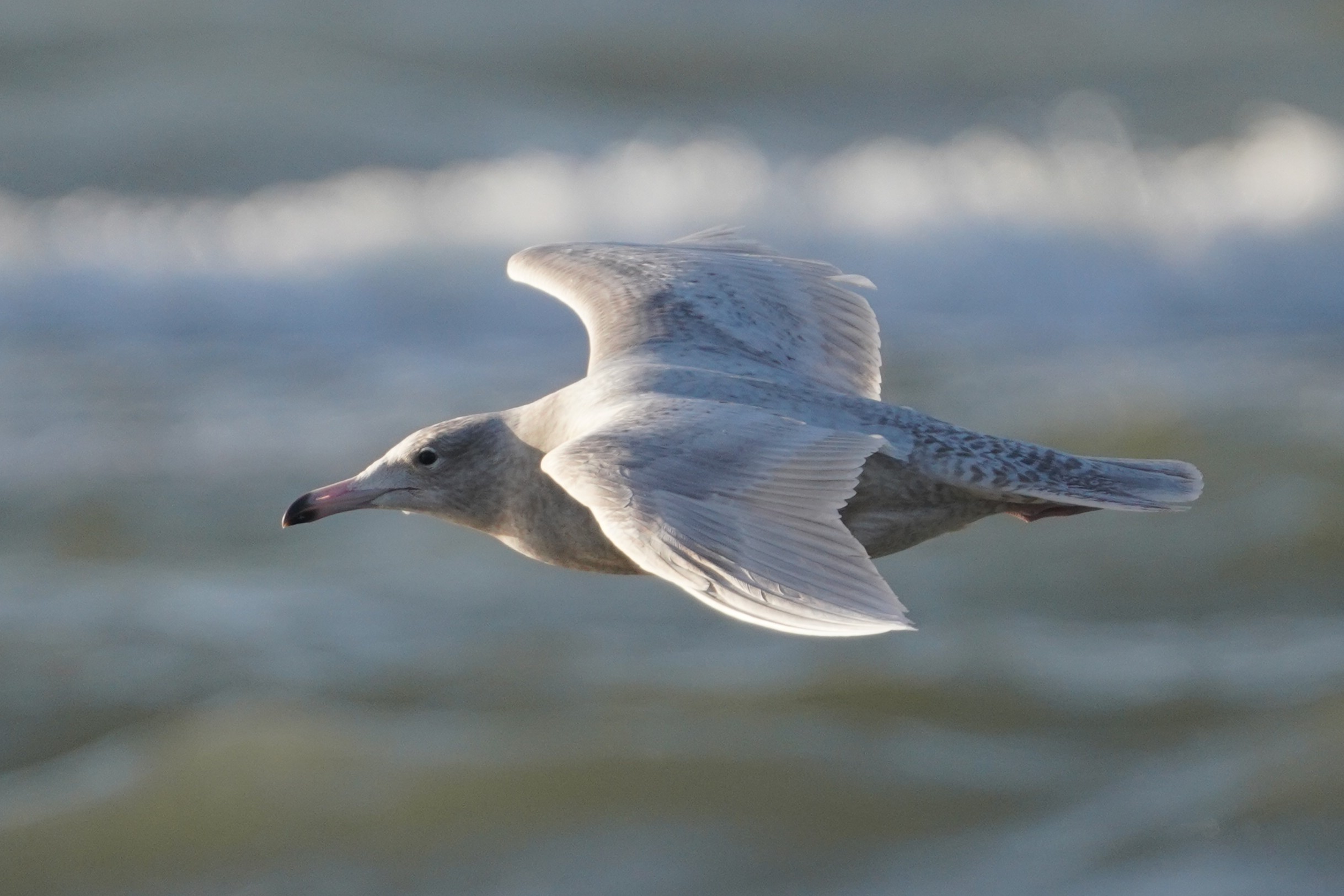 260402 Glaucous gull