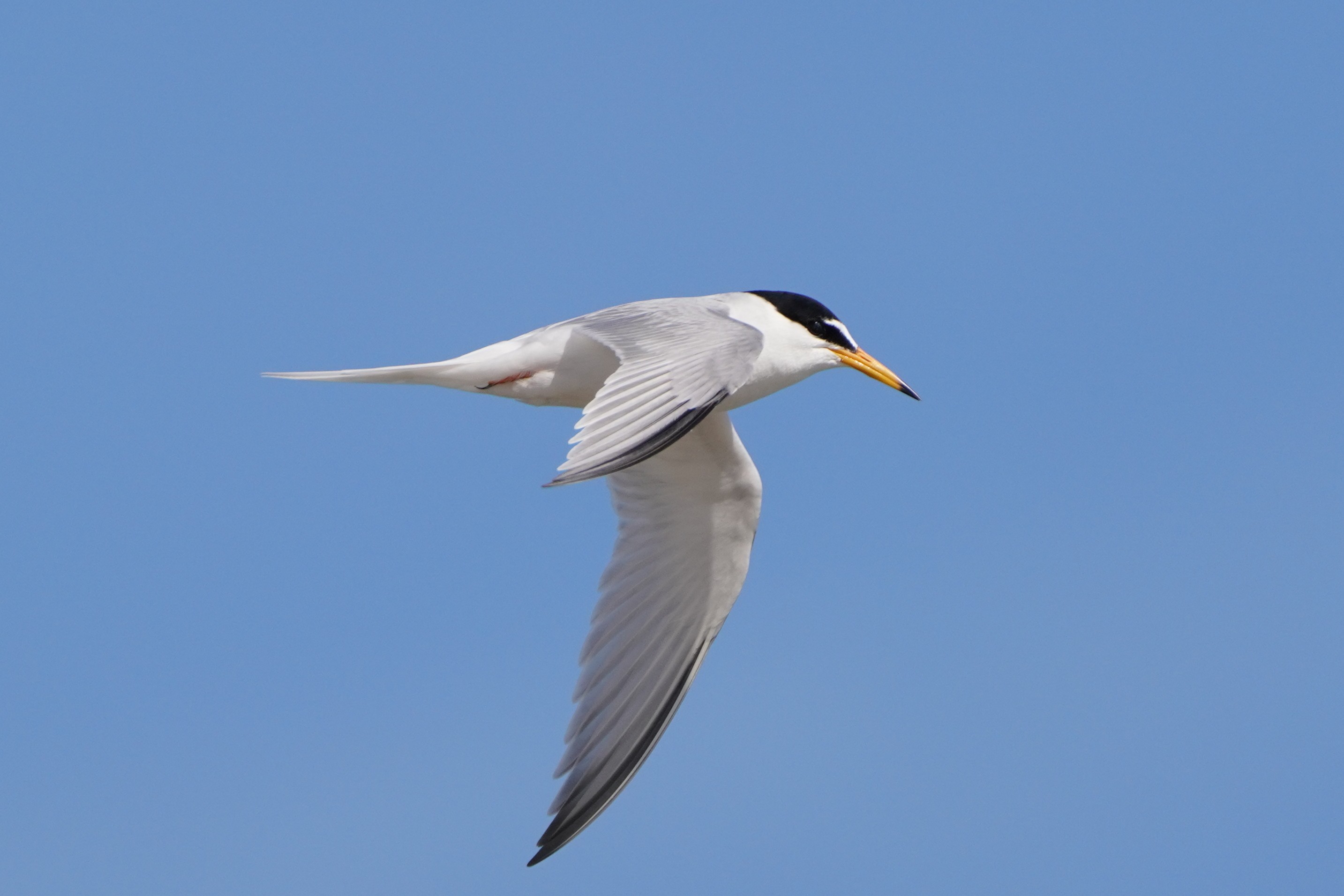 260427 Little tern