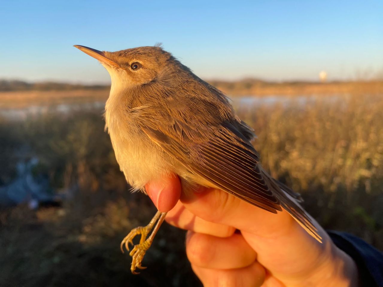 260502 Reed Warbler