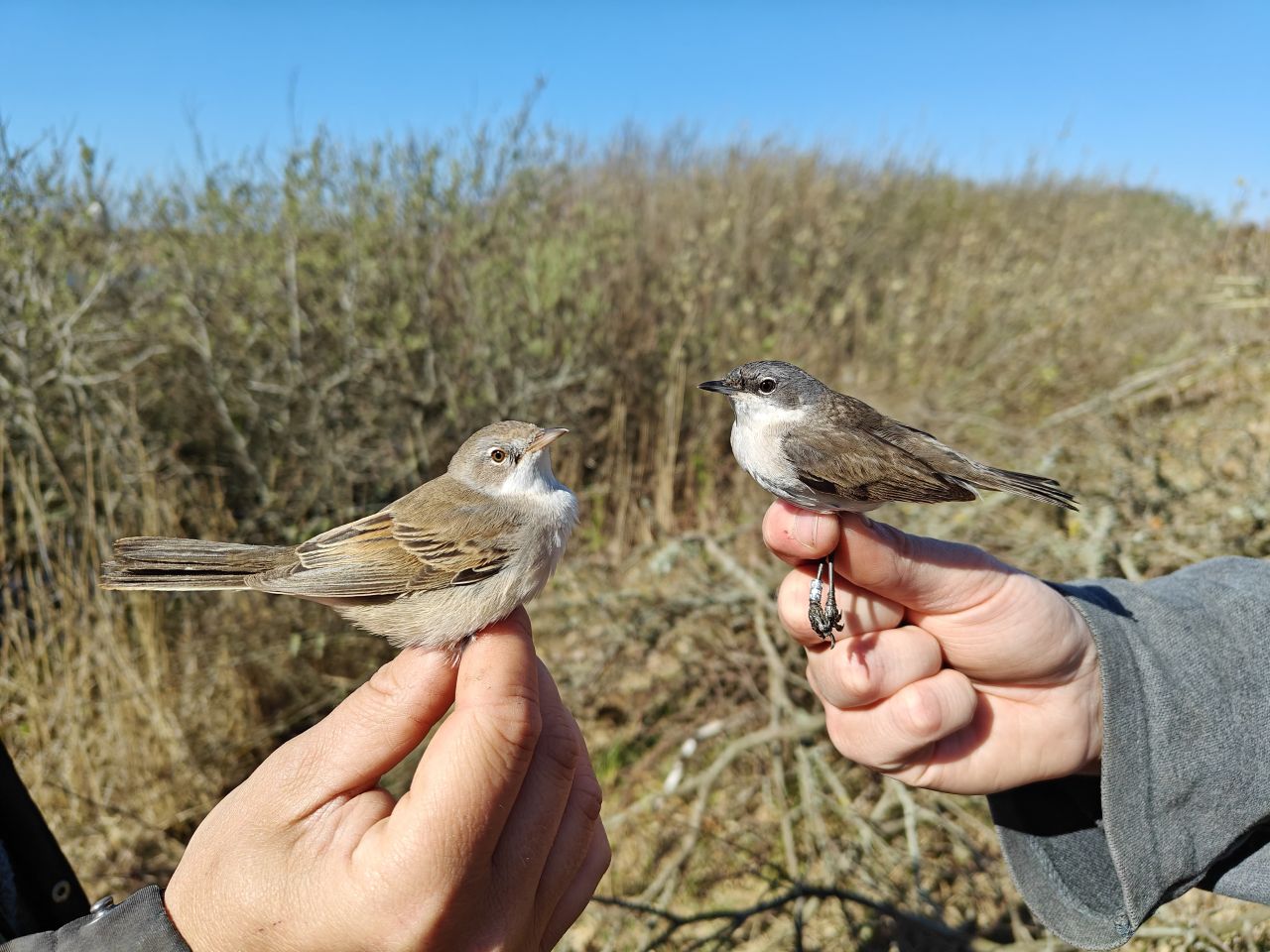 260502 Whitethroat