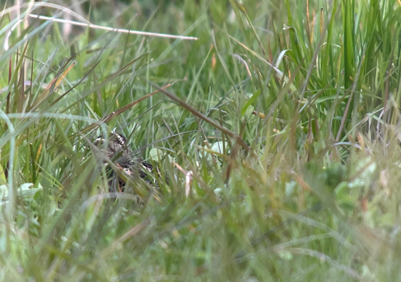 260515 Great snipe