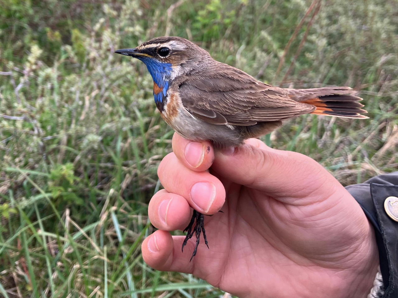 260518 Bluethroat