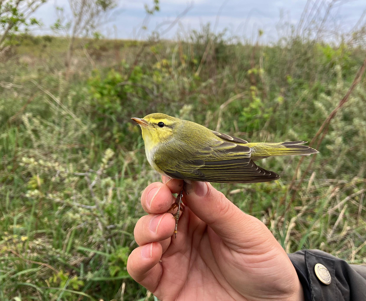 260518 Wood Warbler