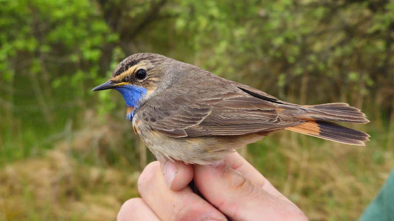 260521 Bluethroat