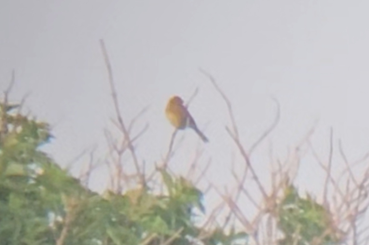 260603 Black headed Bunting sc