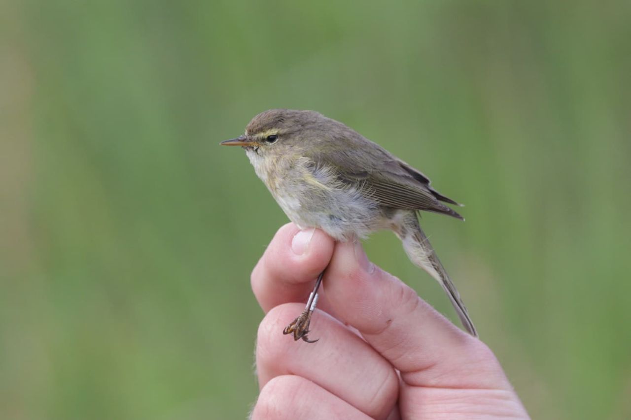260617 Chiffchaff London 