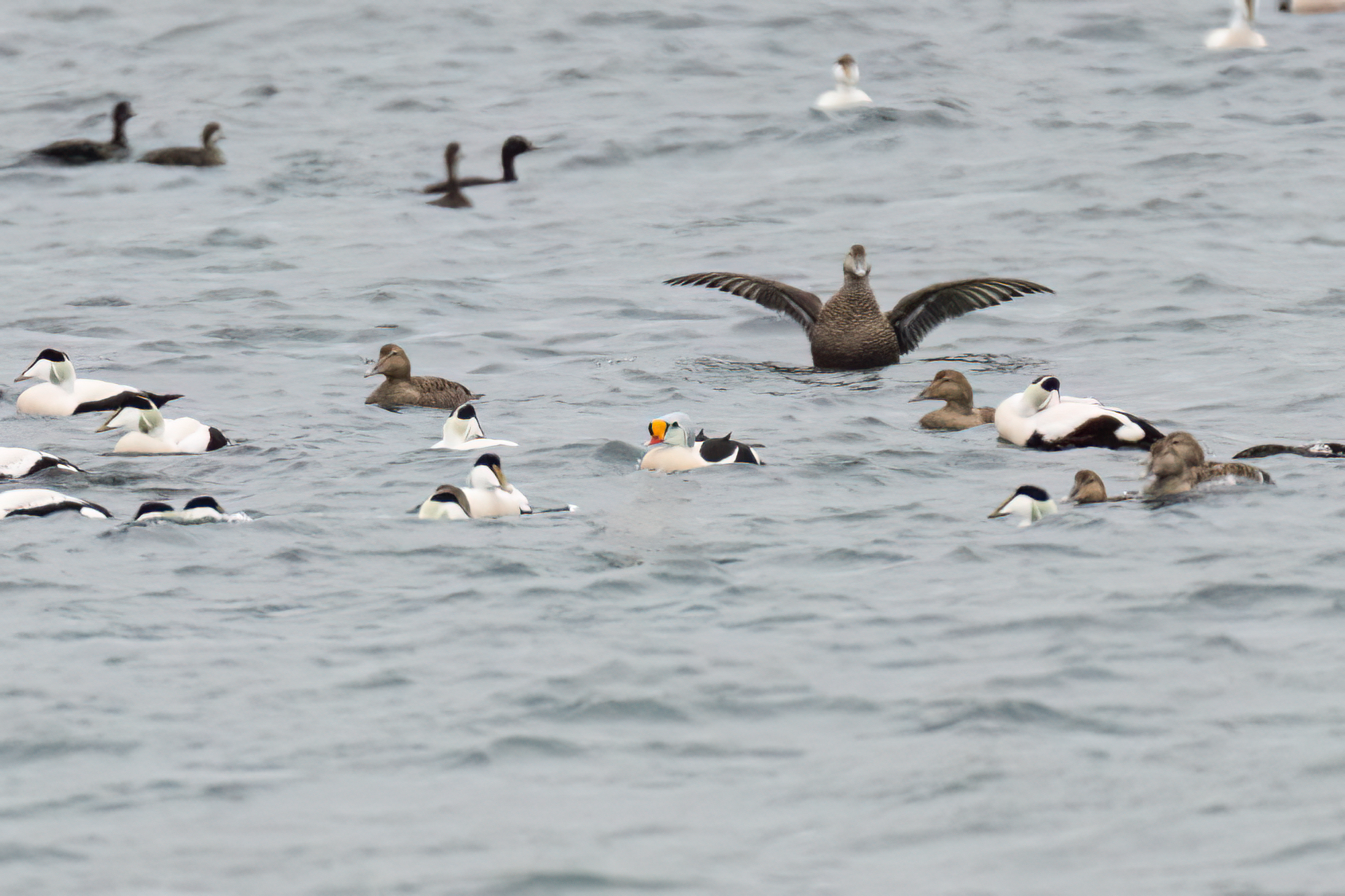 26th March King Eider Erik Christophersen