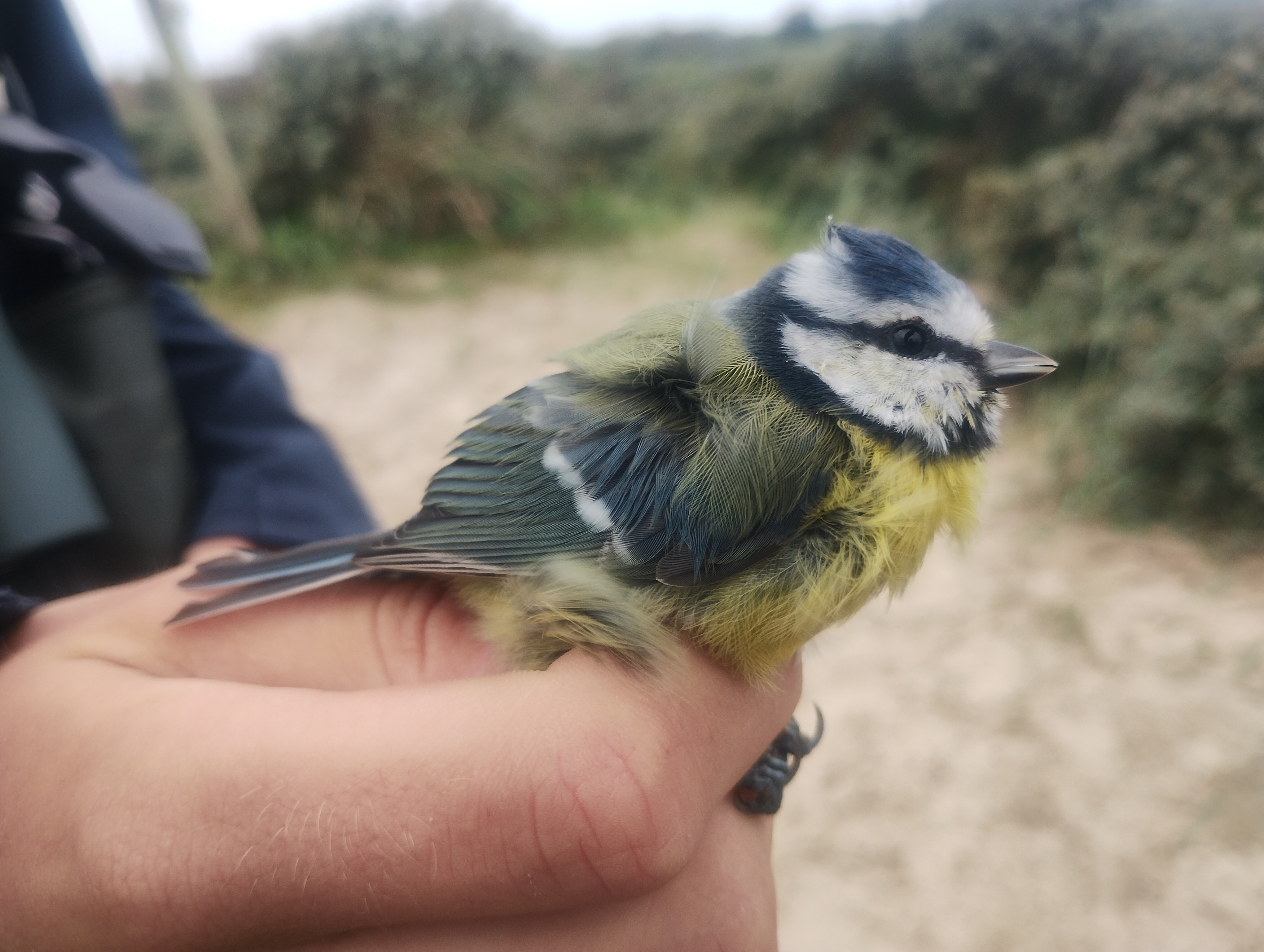 27.09.23 Blue tit