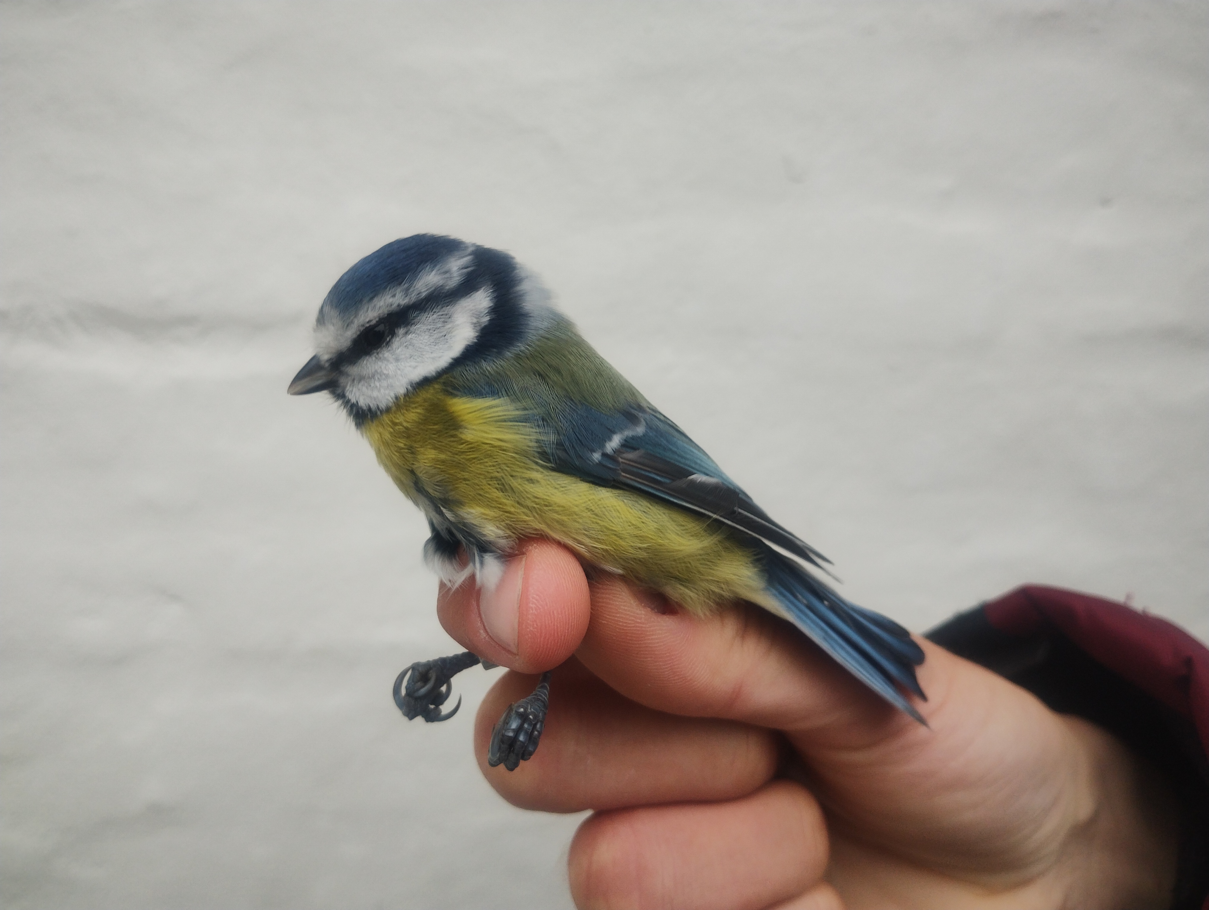 27.10.23 Blue tit