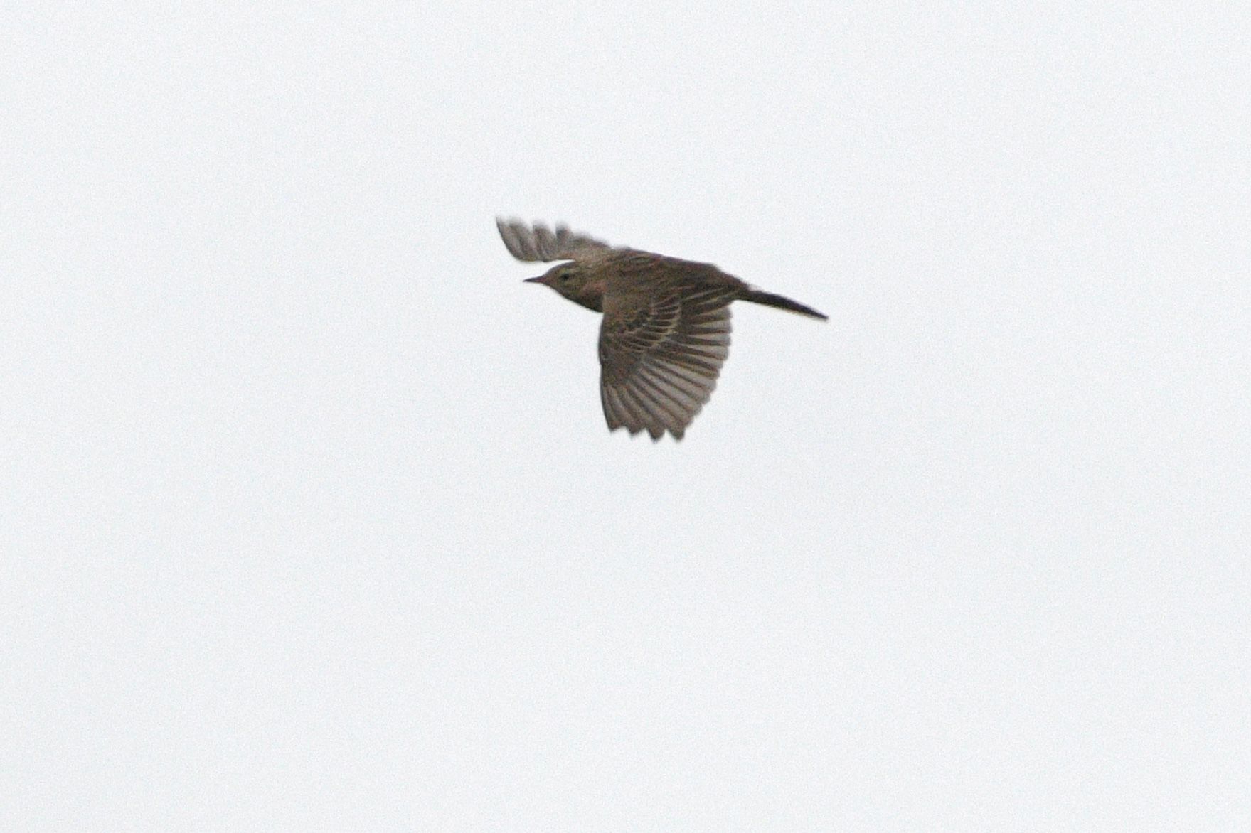 27.10.23 Blyths pipit