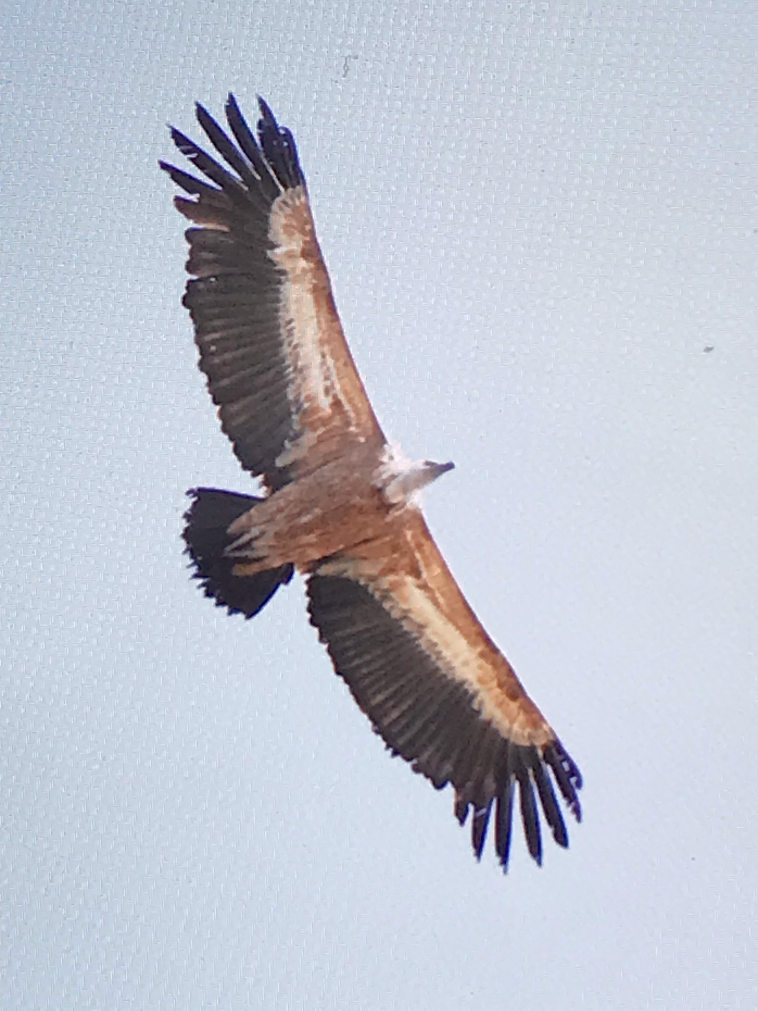 27th April Griffon Vulture