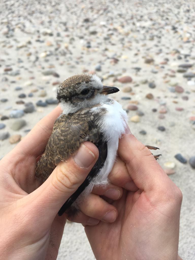 27th June Ringed Plover chick