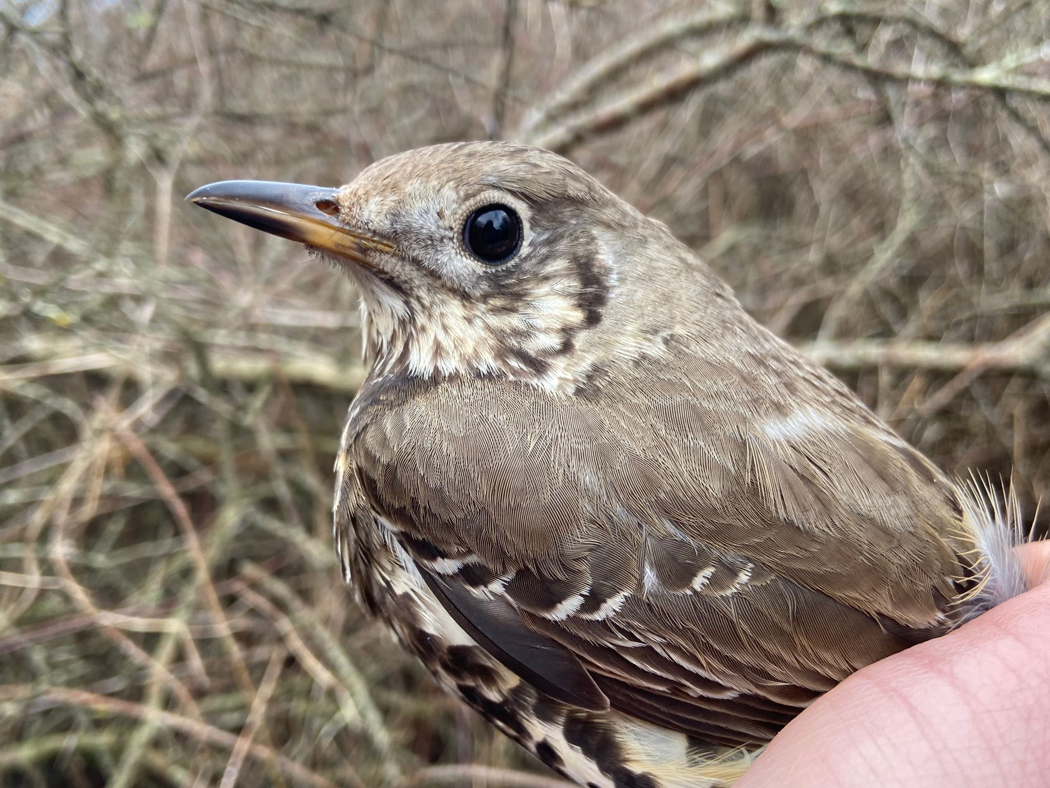 29.03.24 Mistle Thrush head