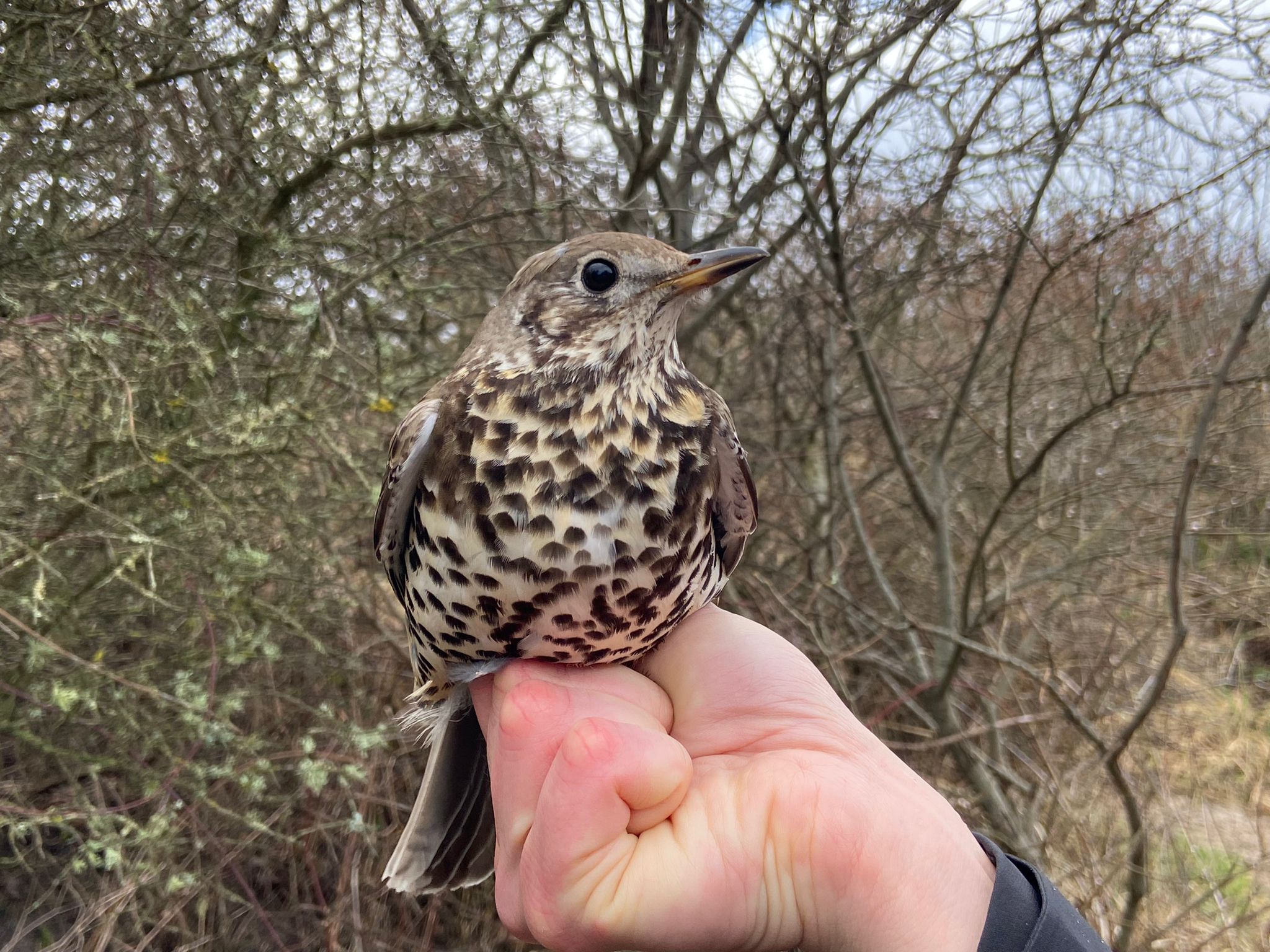 29.03.24 Mistle Thrush profile