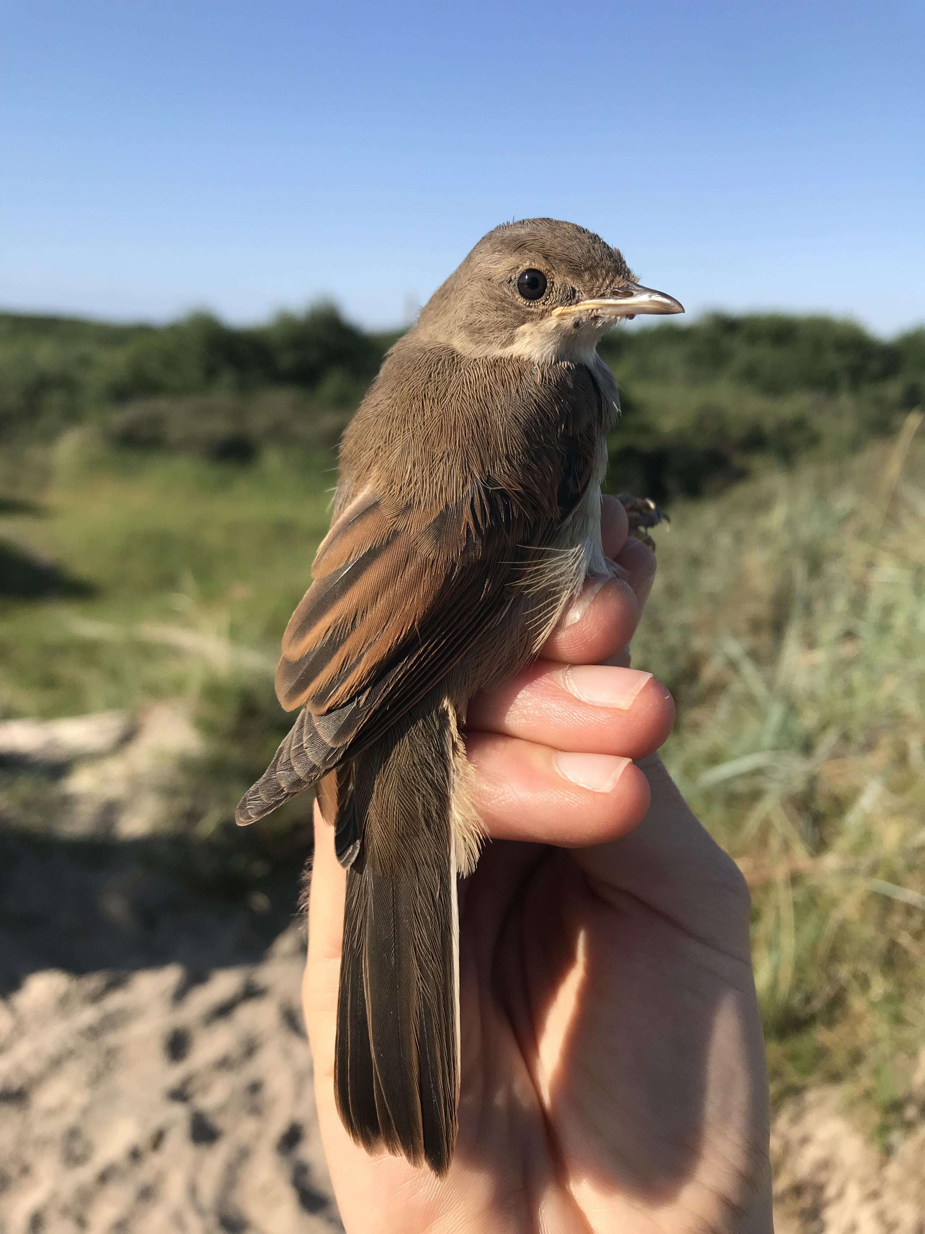 29th June Juvenile Common Whitethroat