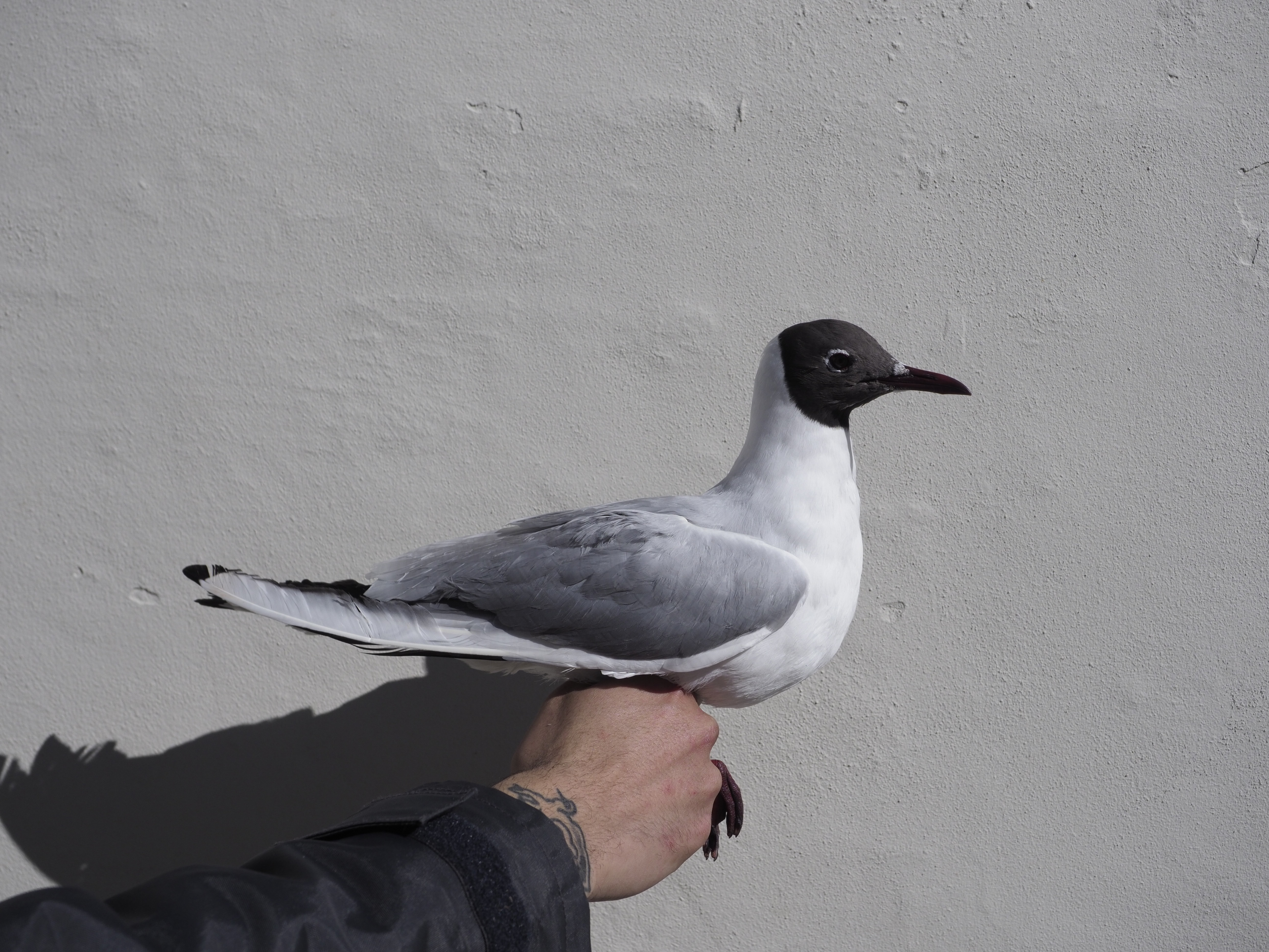 2nd April Black headed Gull 2