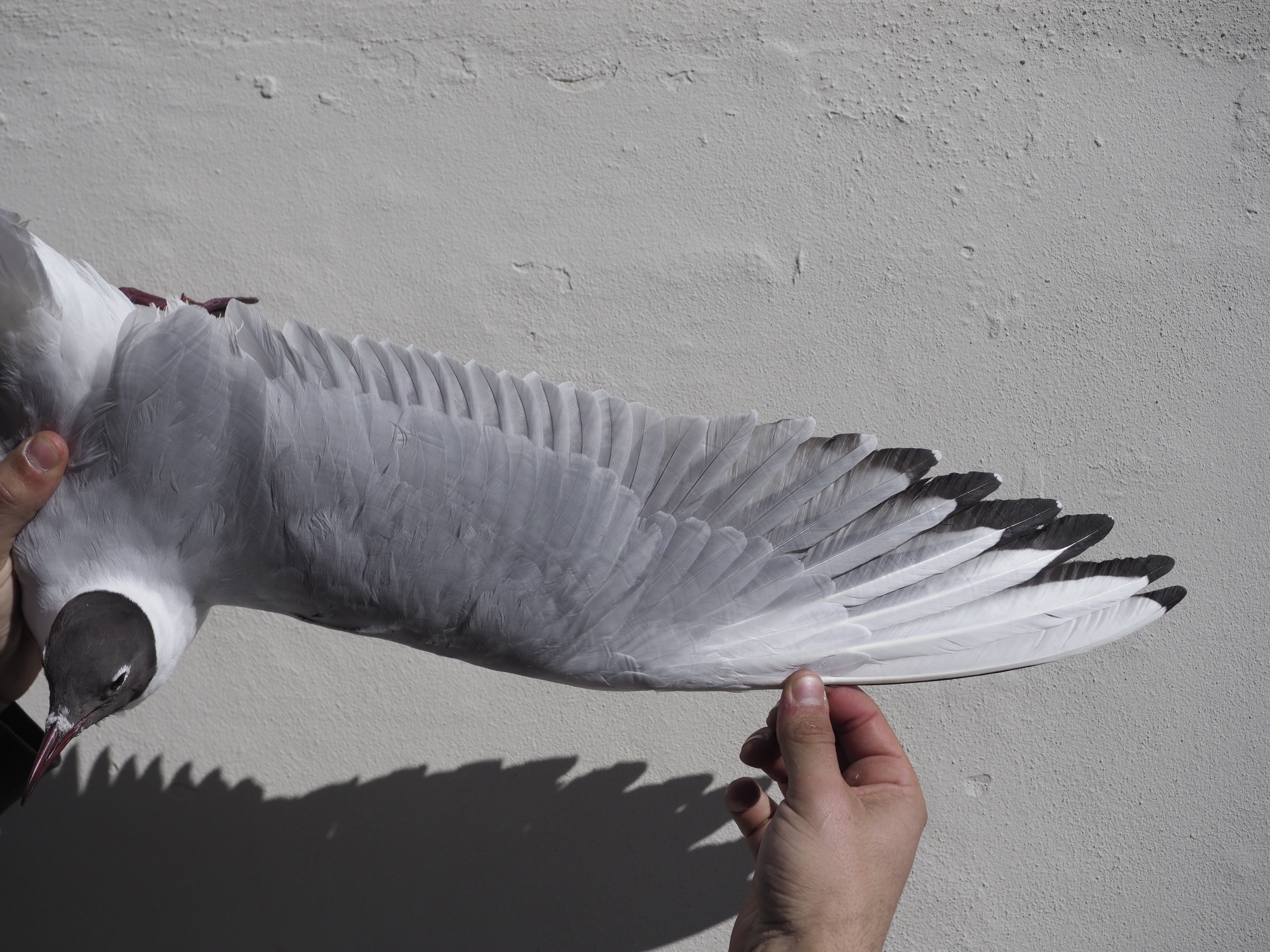 2nd April Black headed Gull 3