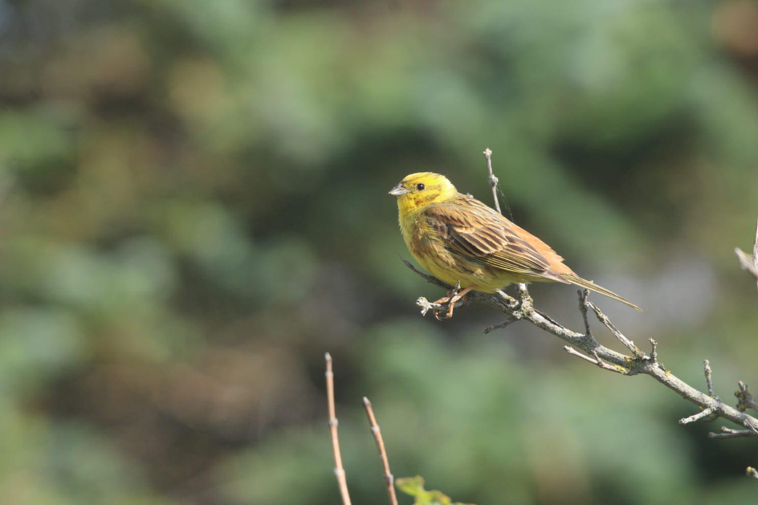 2nd July Yellowhammer