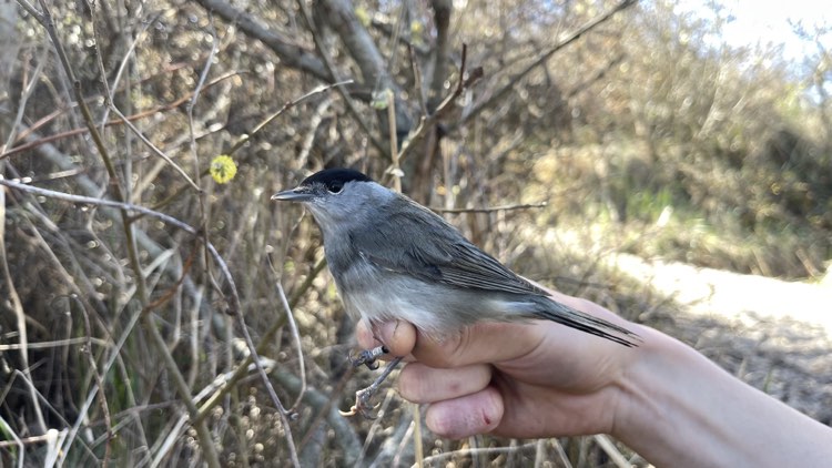 3rd May Blackcap