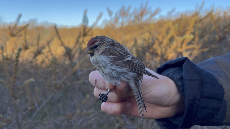 3rd May Lesser Redpoll