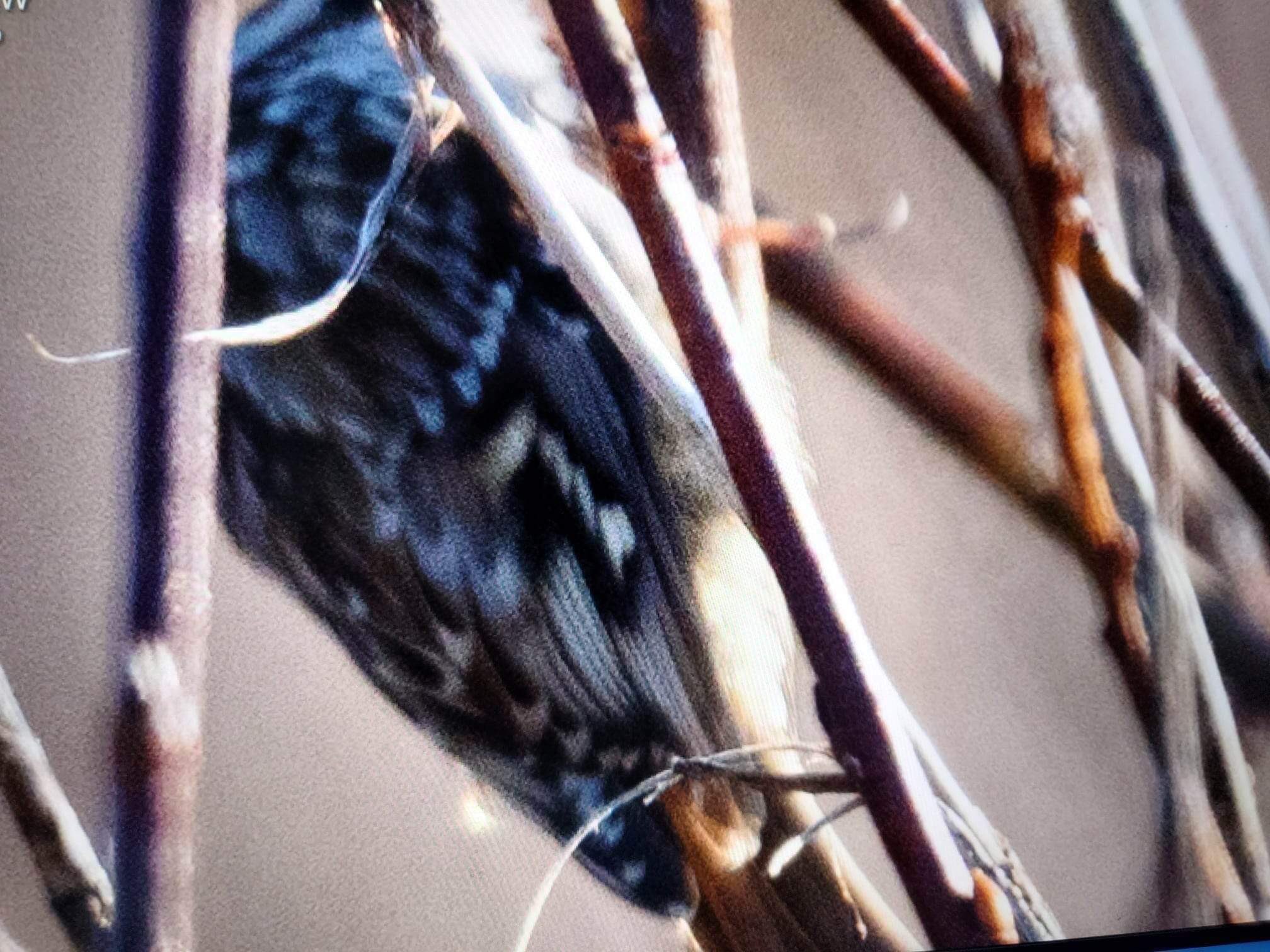 5th April Short toed Treecreeper