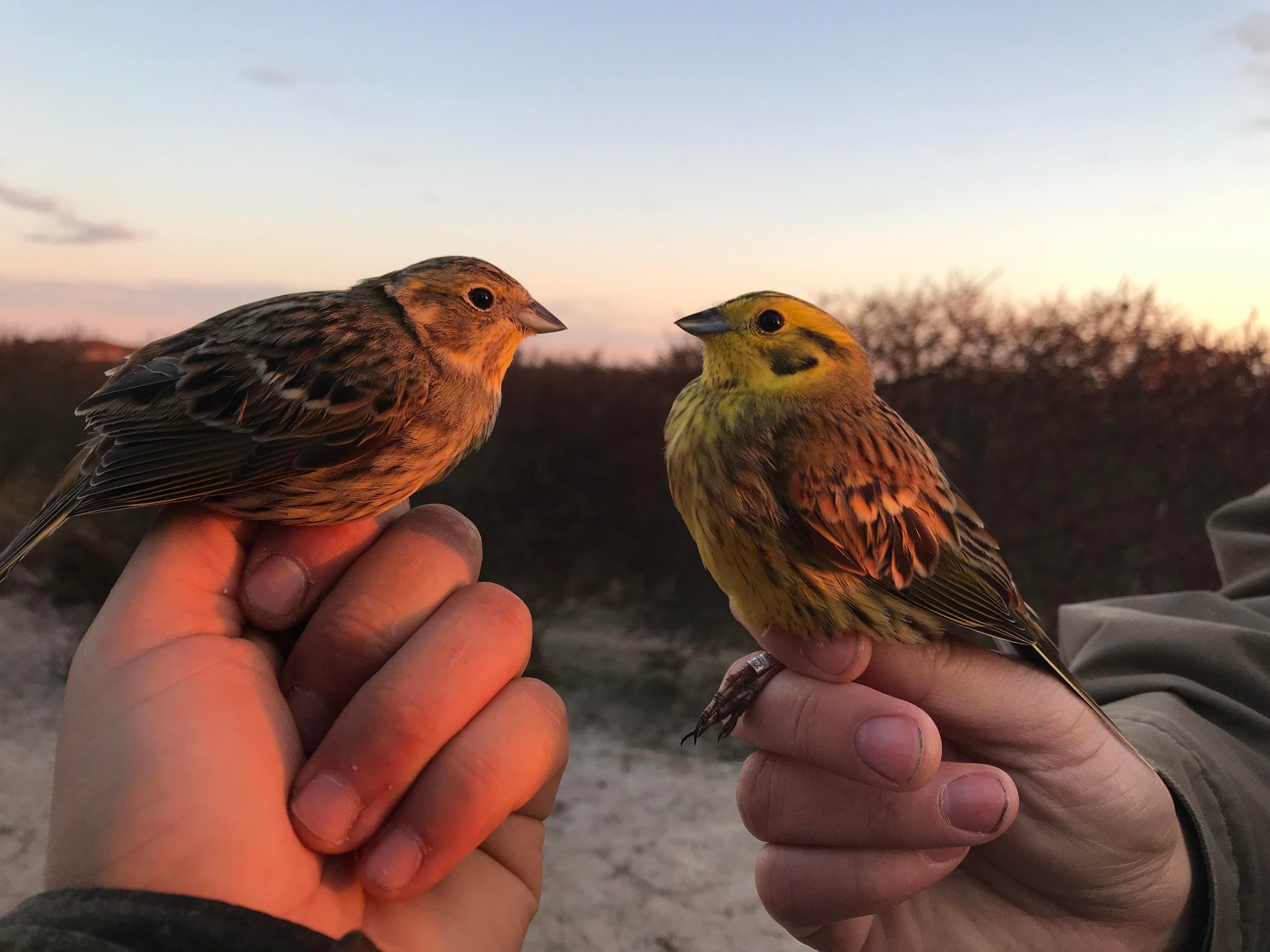 5th April Yellowhammers