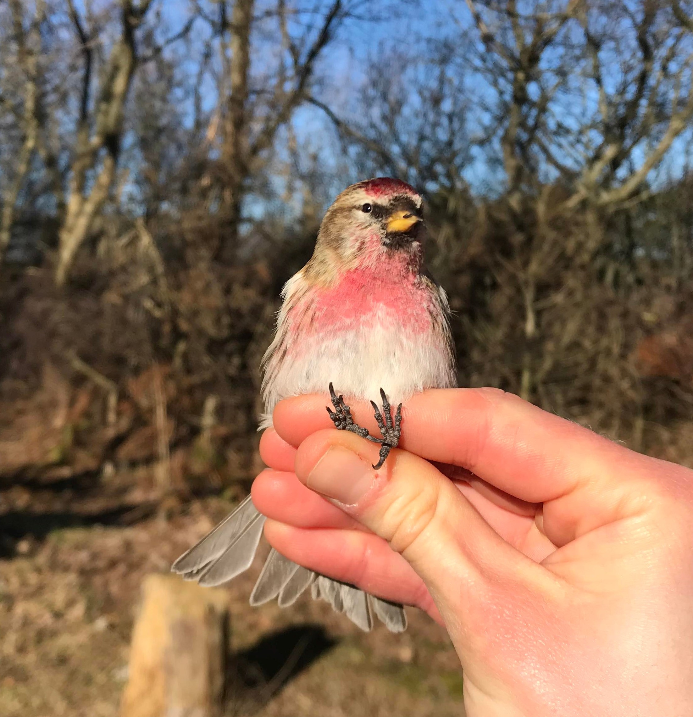 5th_March_Common_Redpoll.jpg