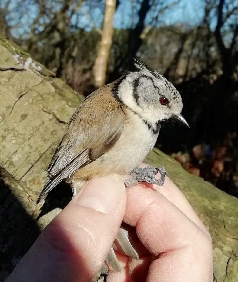 5th_March_Crested_Tit.jpg